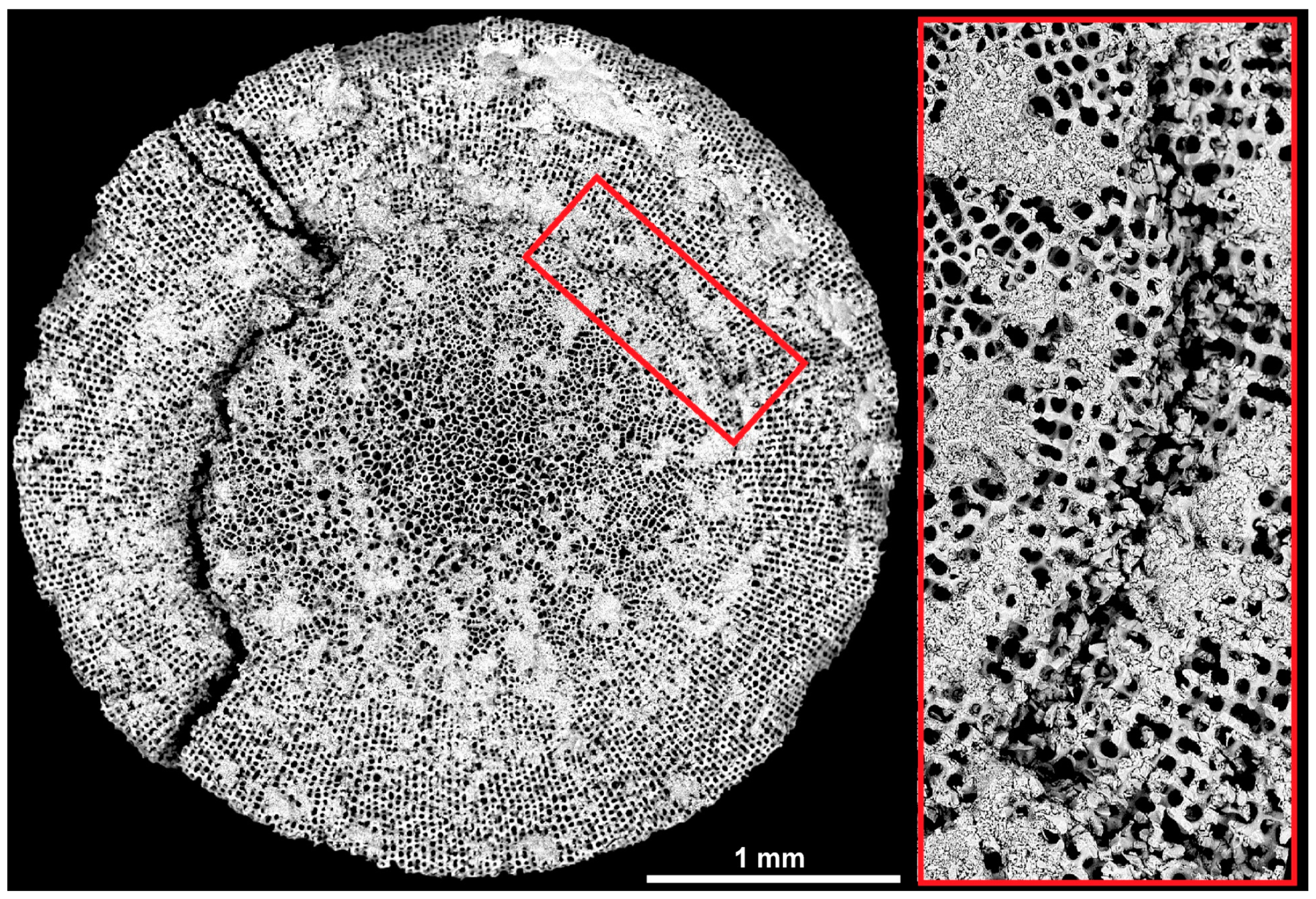 Biomimetics 06 00036 g014 Biomimetics 06 00036 g014