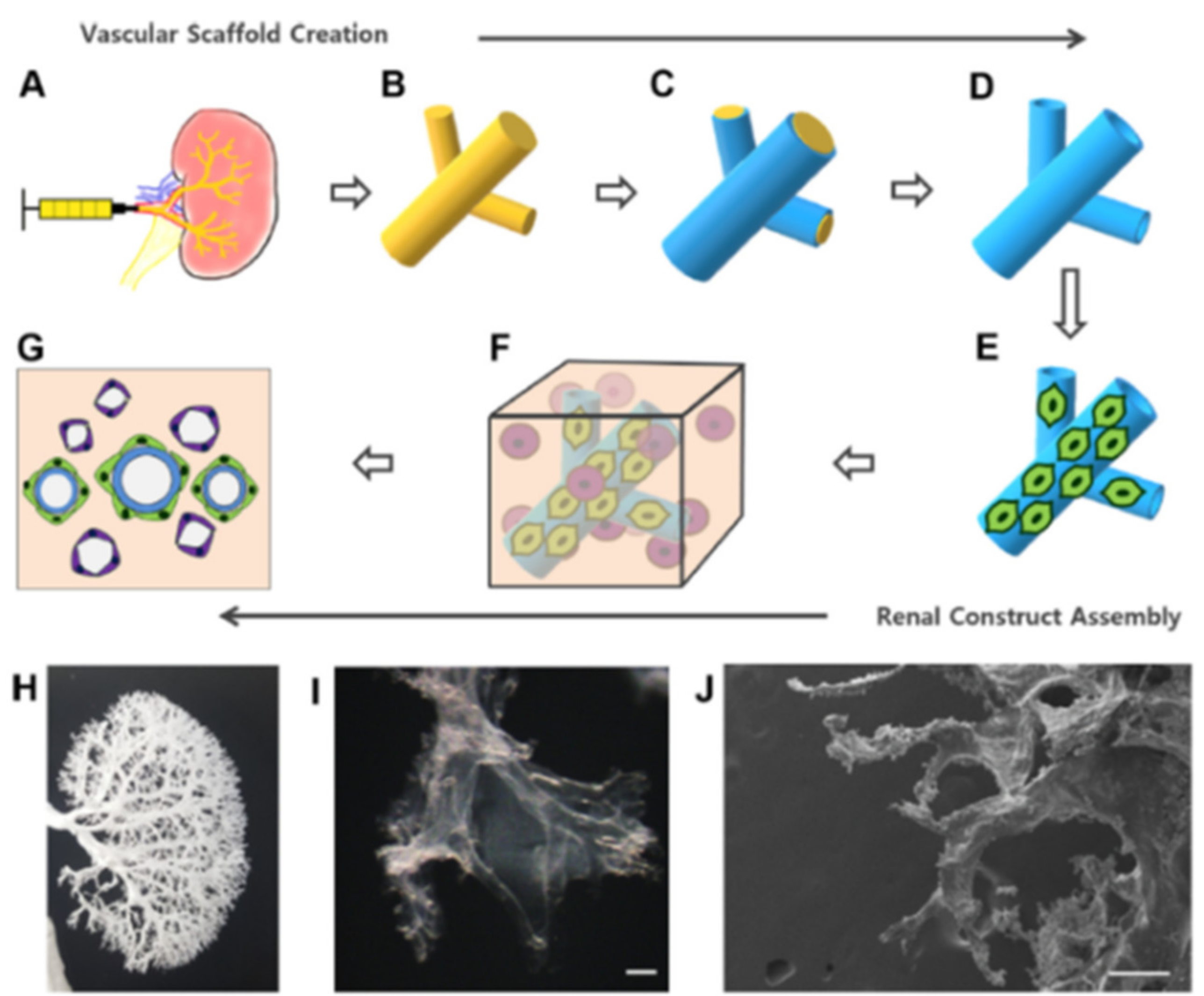 Biomimetics 06 00040 g004