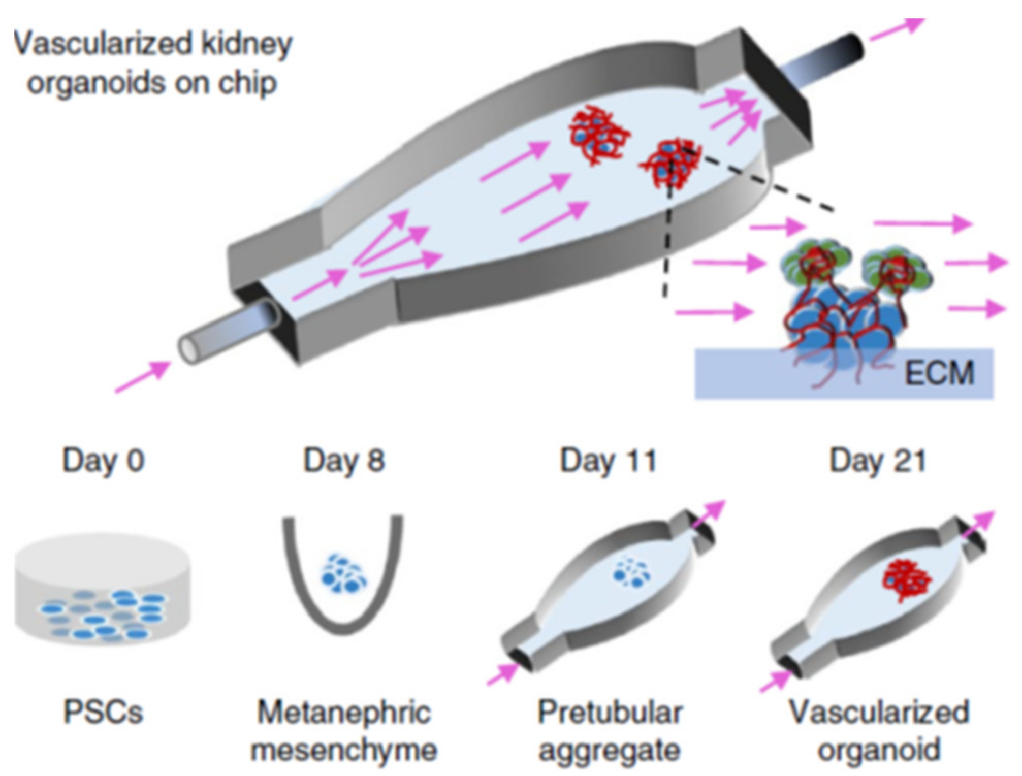 Biomimetics 06 00040 g005