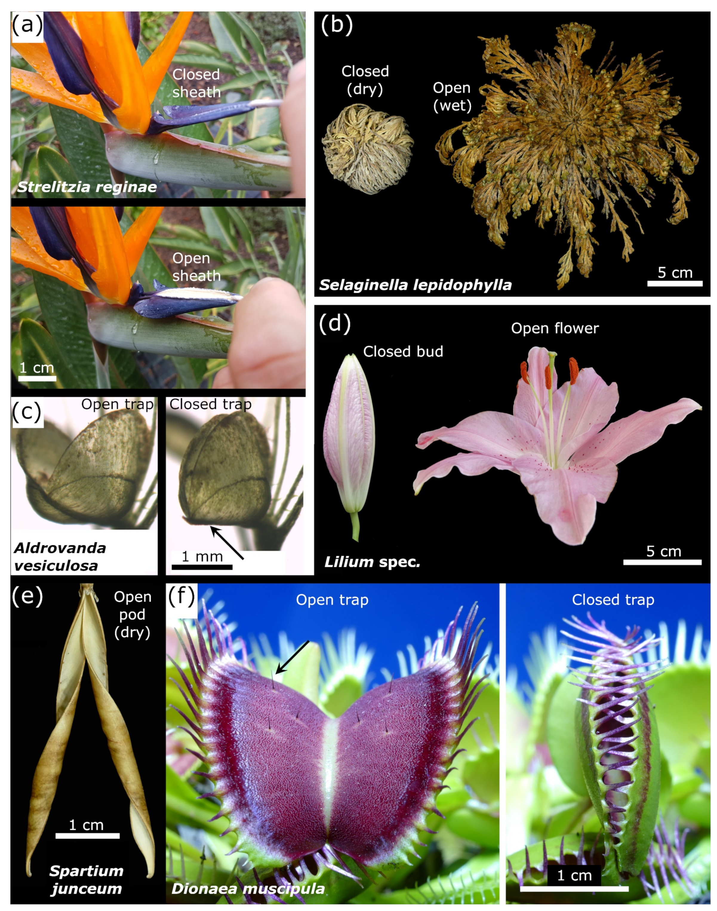 Biomimetics 06 00042 g001