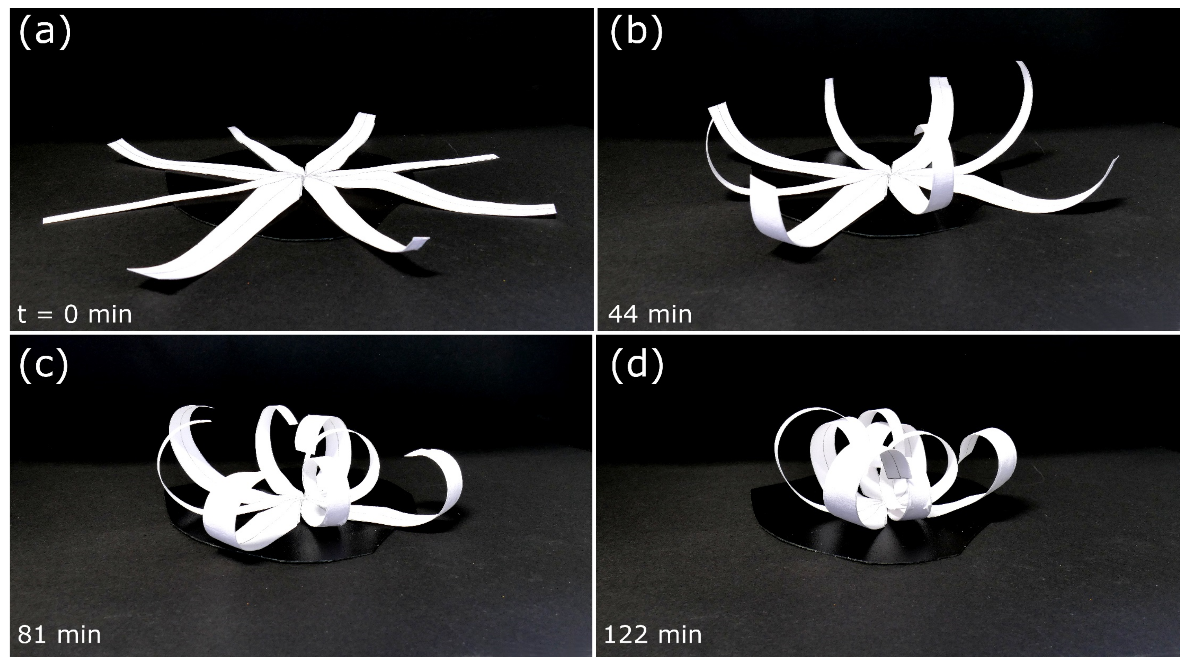 Biomimetics 06 00042 g012
