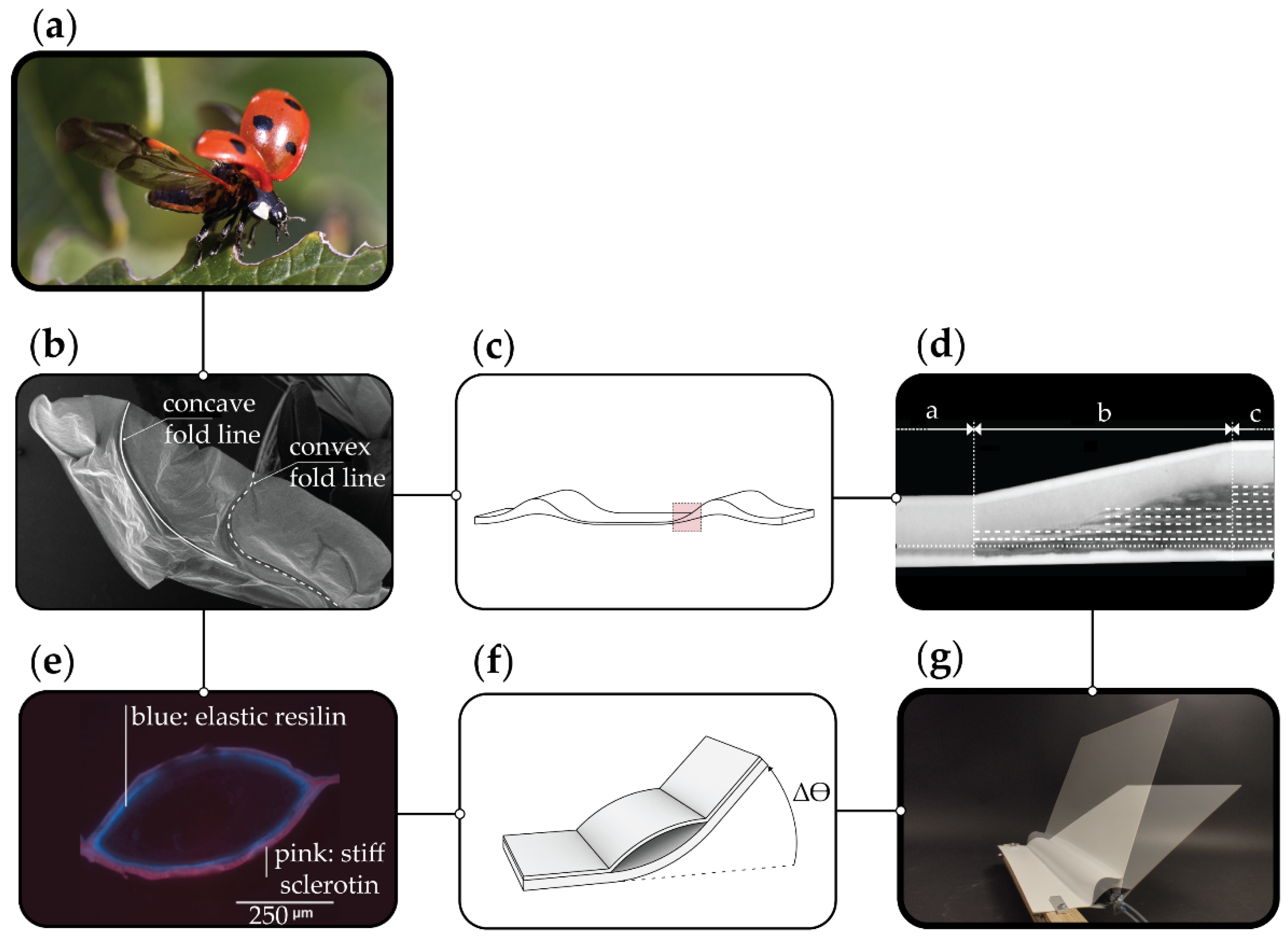Biomimetics 06 00043 g001