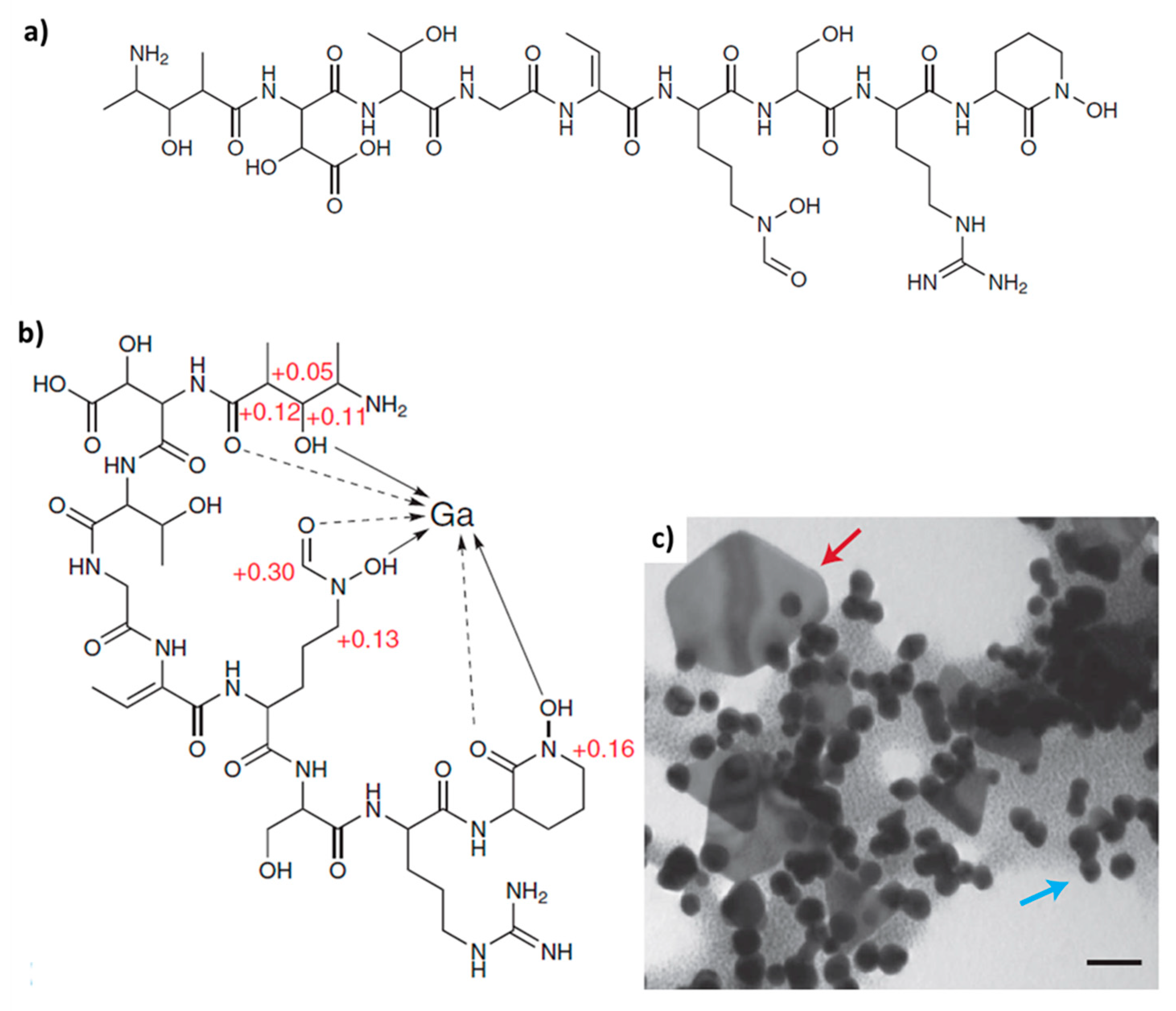 Biomimetics 06 00046 g002