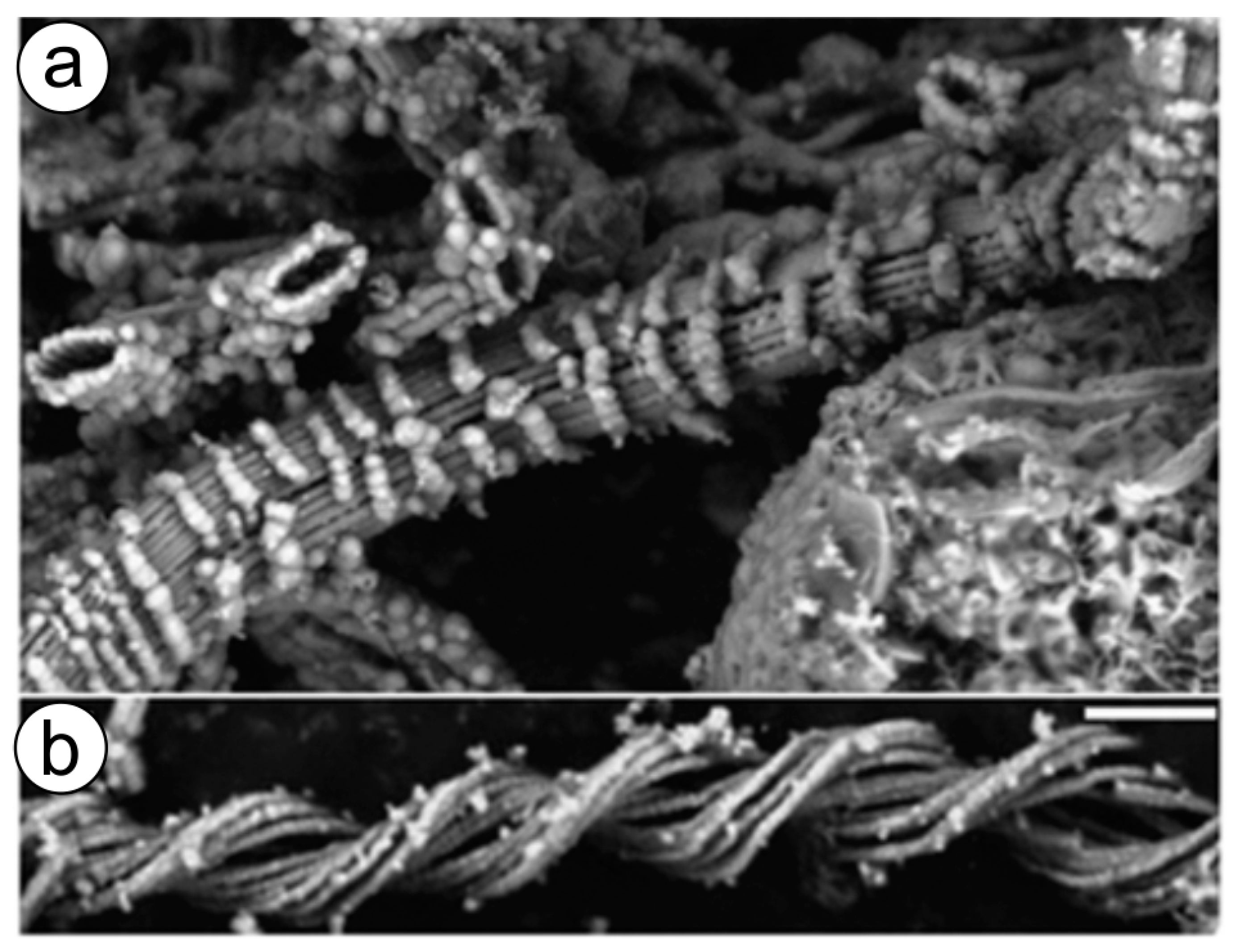 Biomimetics 06 00046 g004