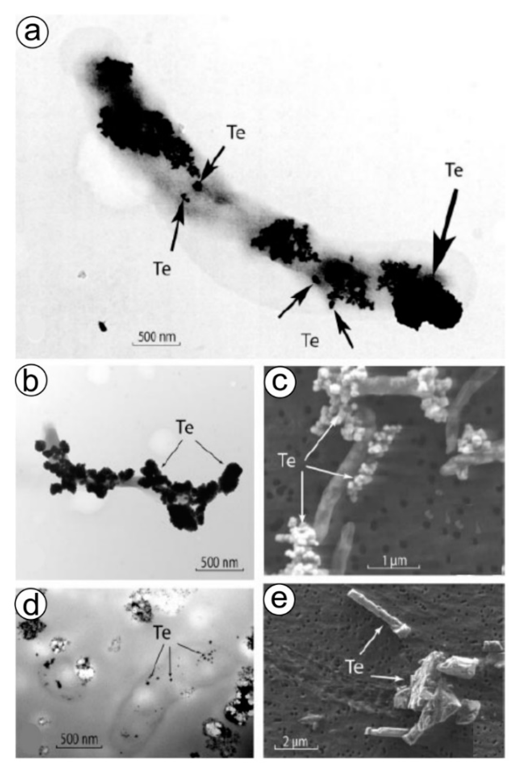 Biomimetics 06 00046 g005