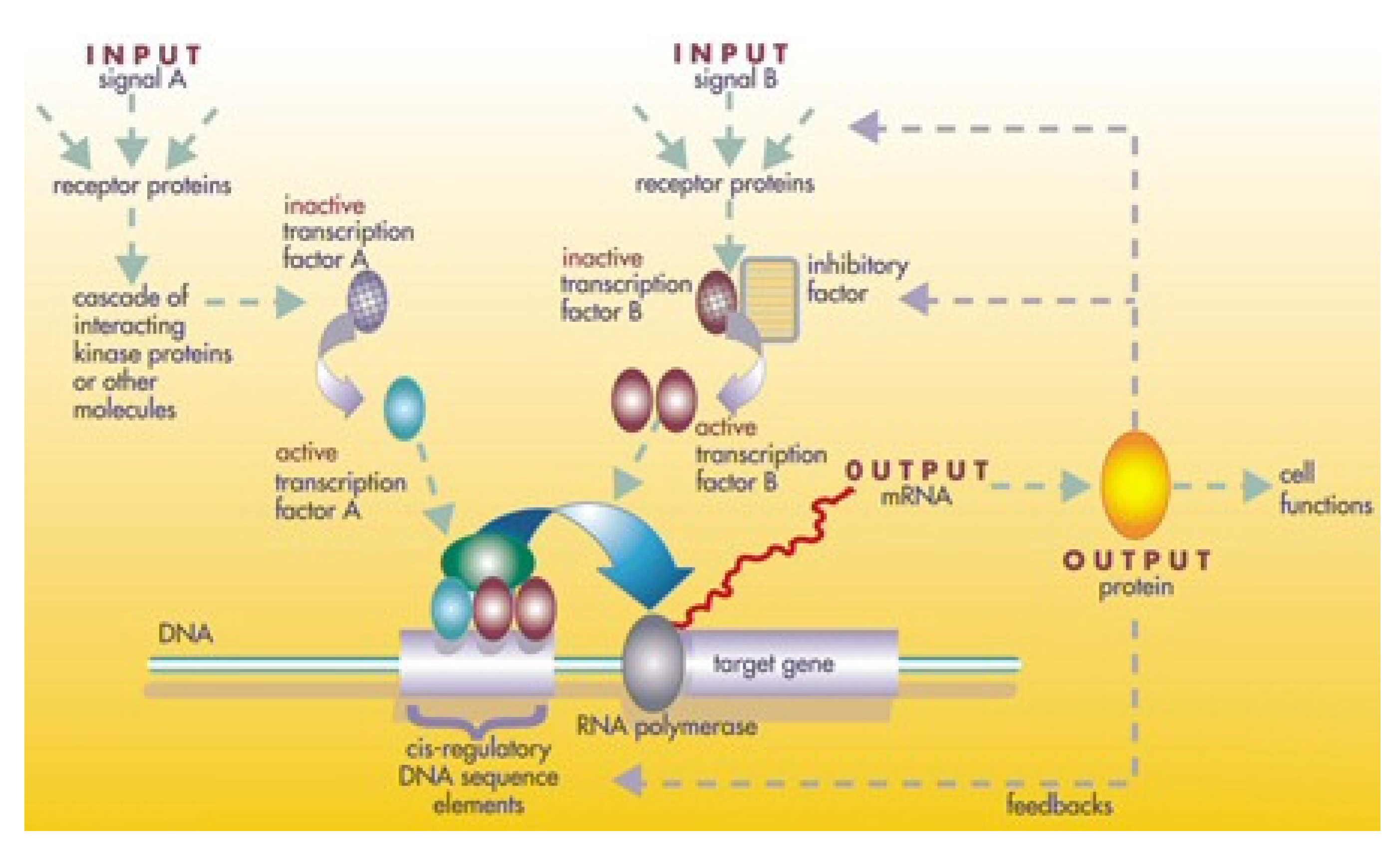 Biomimetics 06 00050 g004