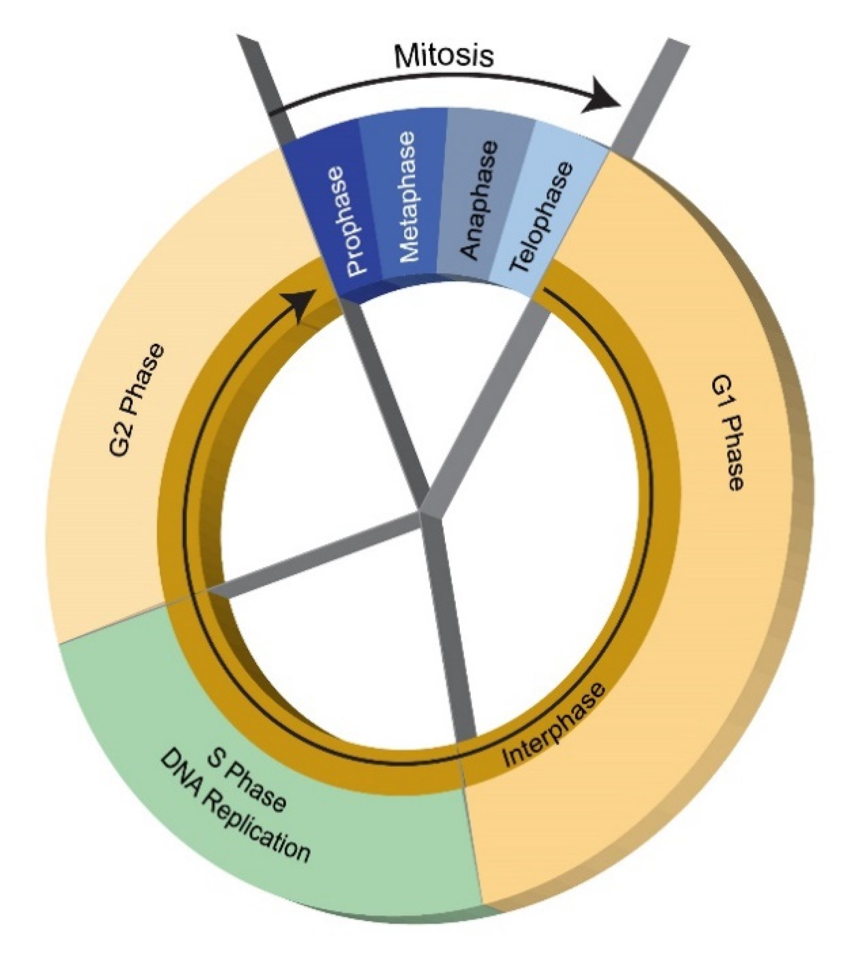 Biomimetics 06 00050 g005