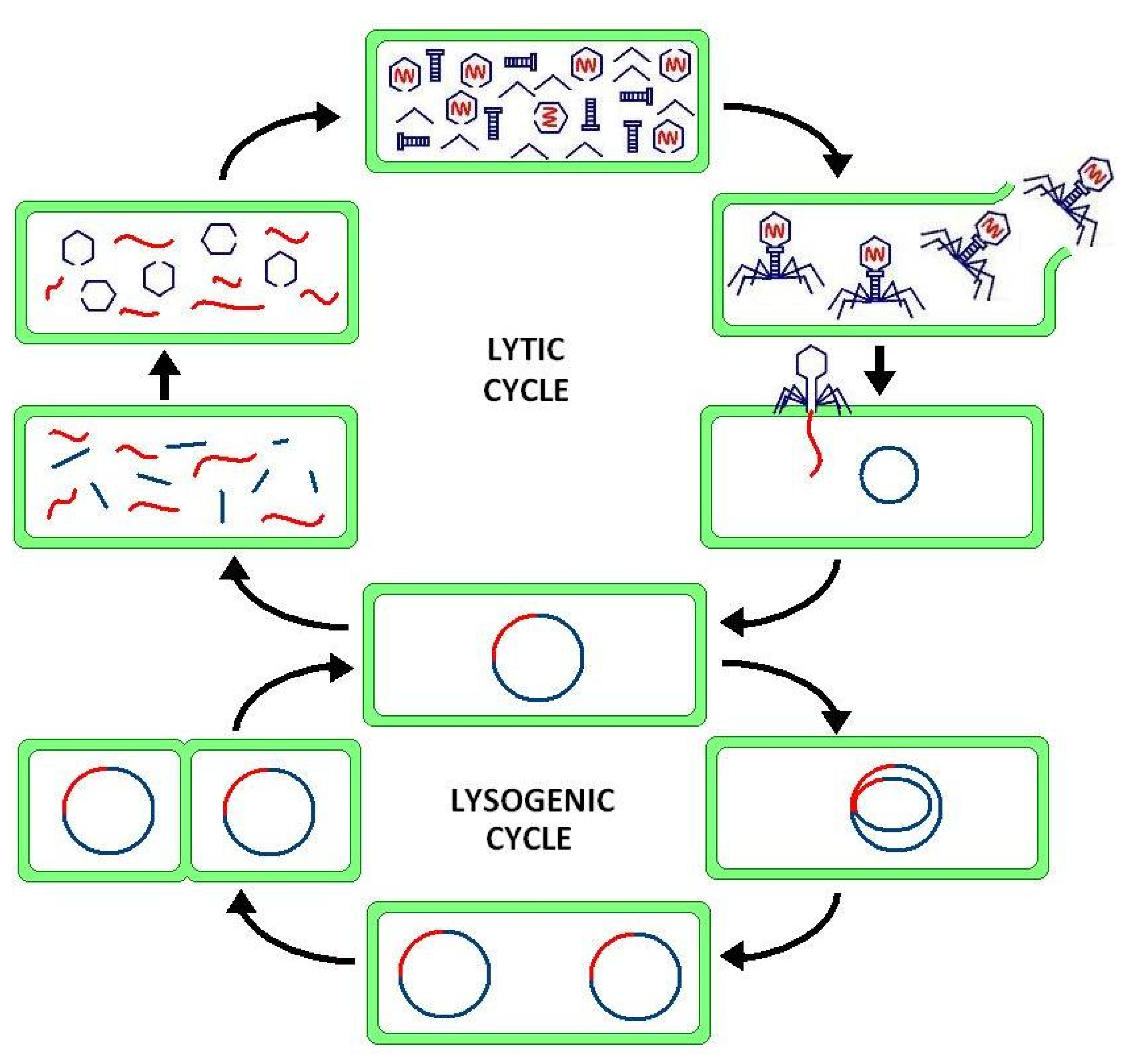 Biomimetics 06 00050 g006