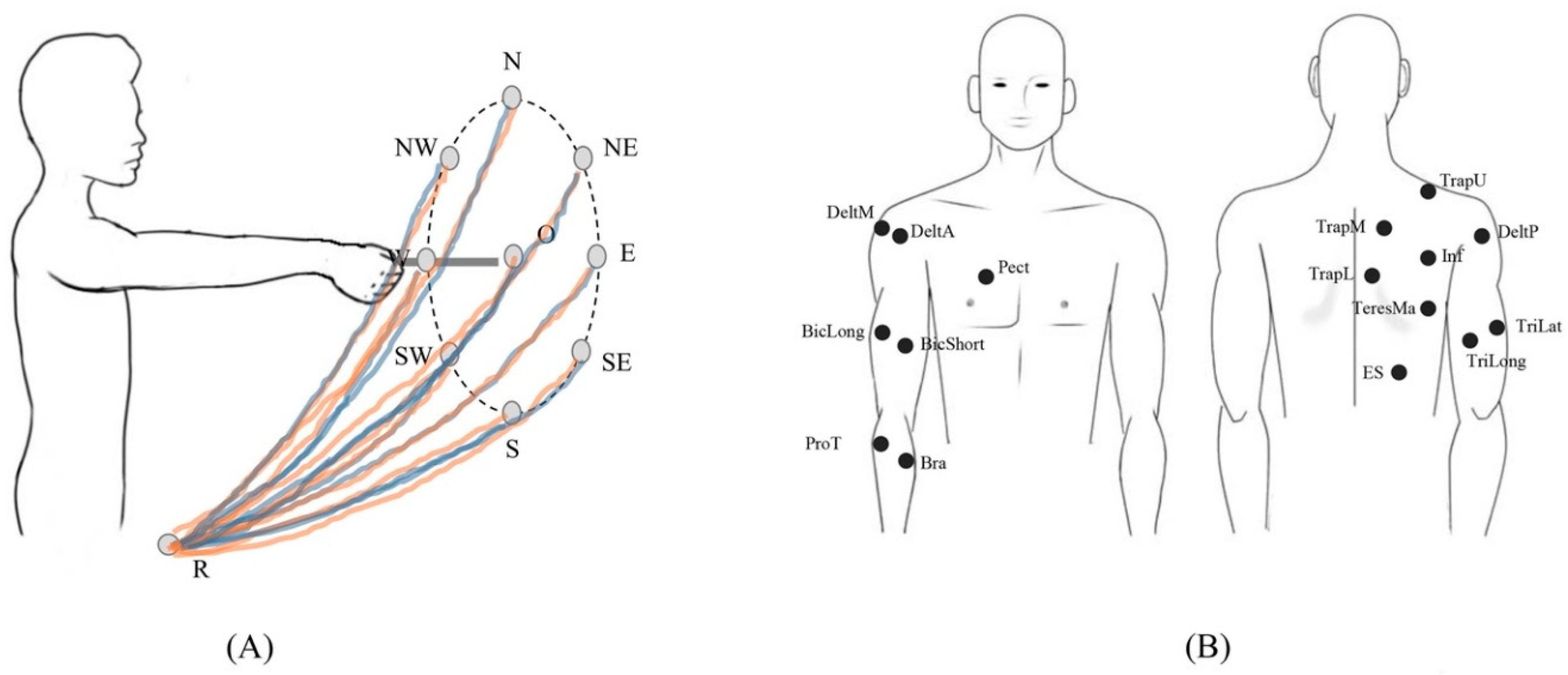 Biomimetics Free Full Text Intra Subject And Inter Subject Movement Variability Quantified With Muscle Synergies In Upper Limb Reaching Movements Html