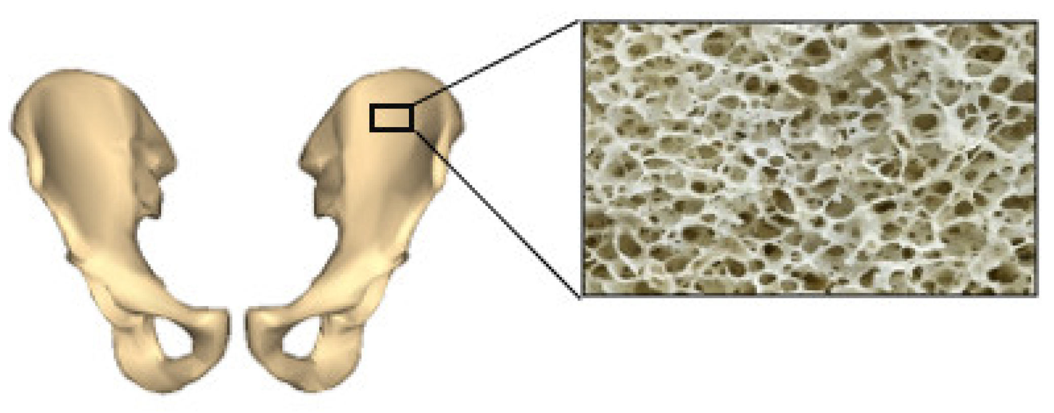 Biomimetics 06 00065 g003