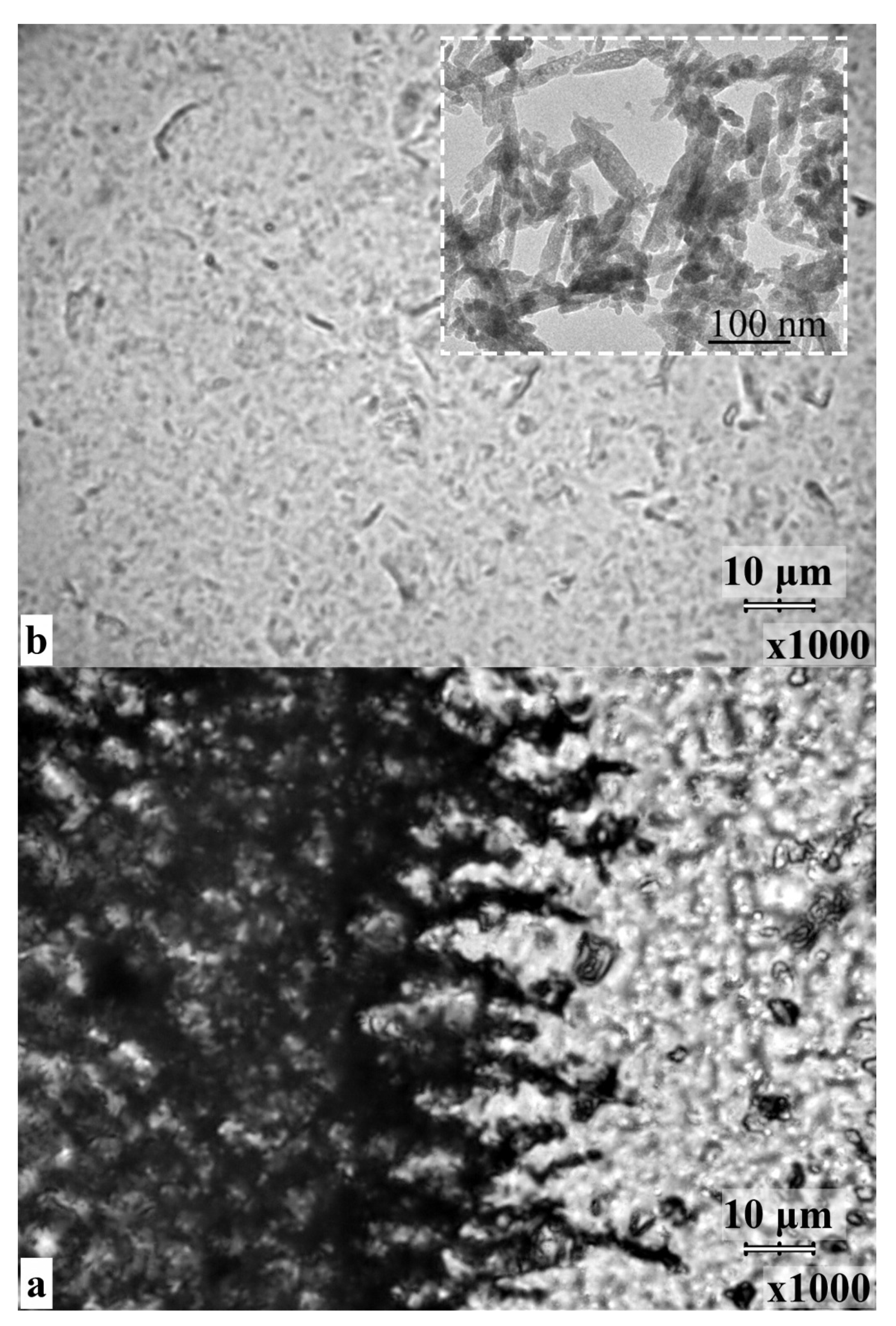 Biomimetics 06 00070 g003