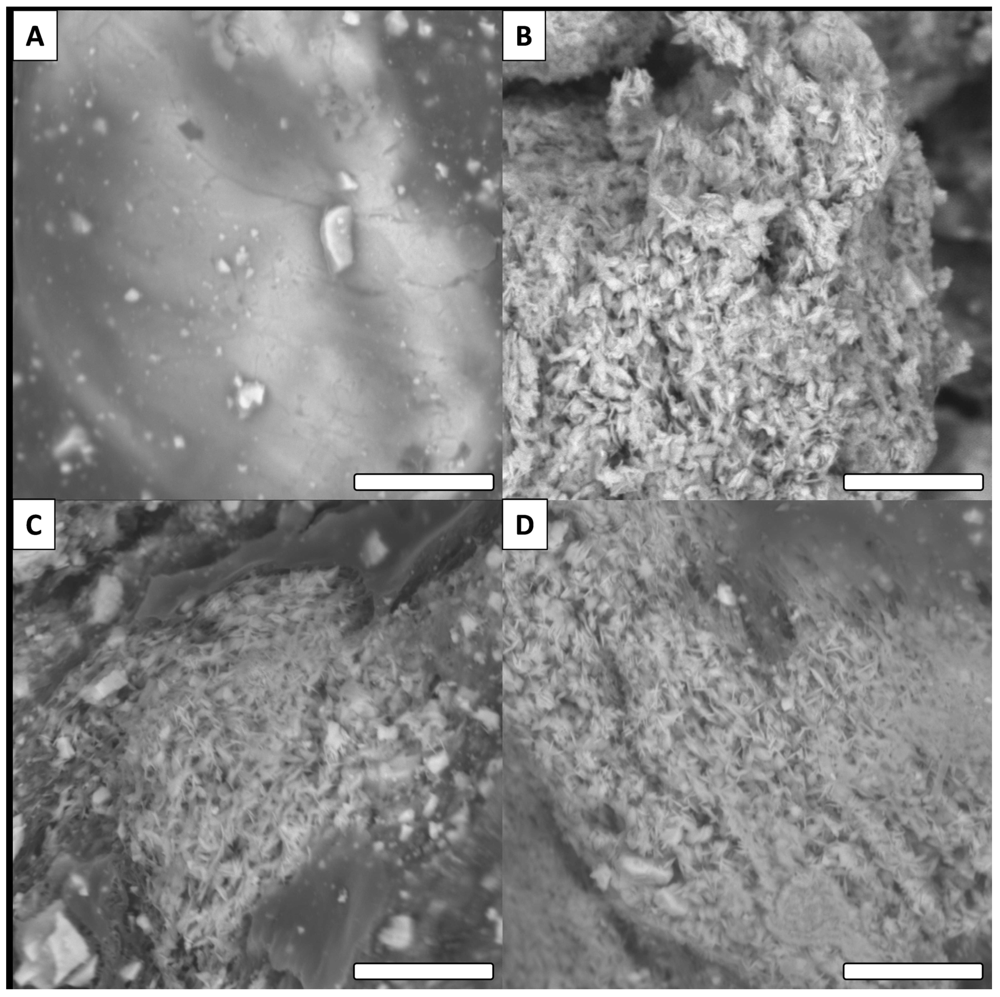 Biomimetics 06 00071 g007
