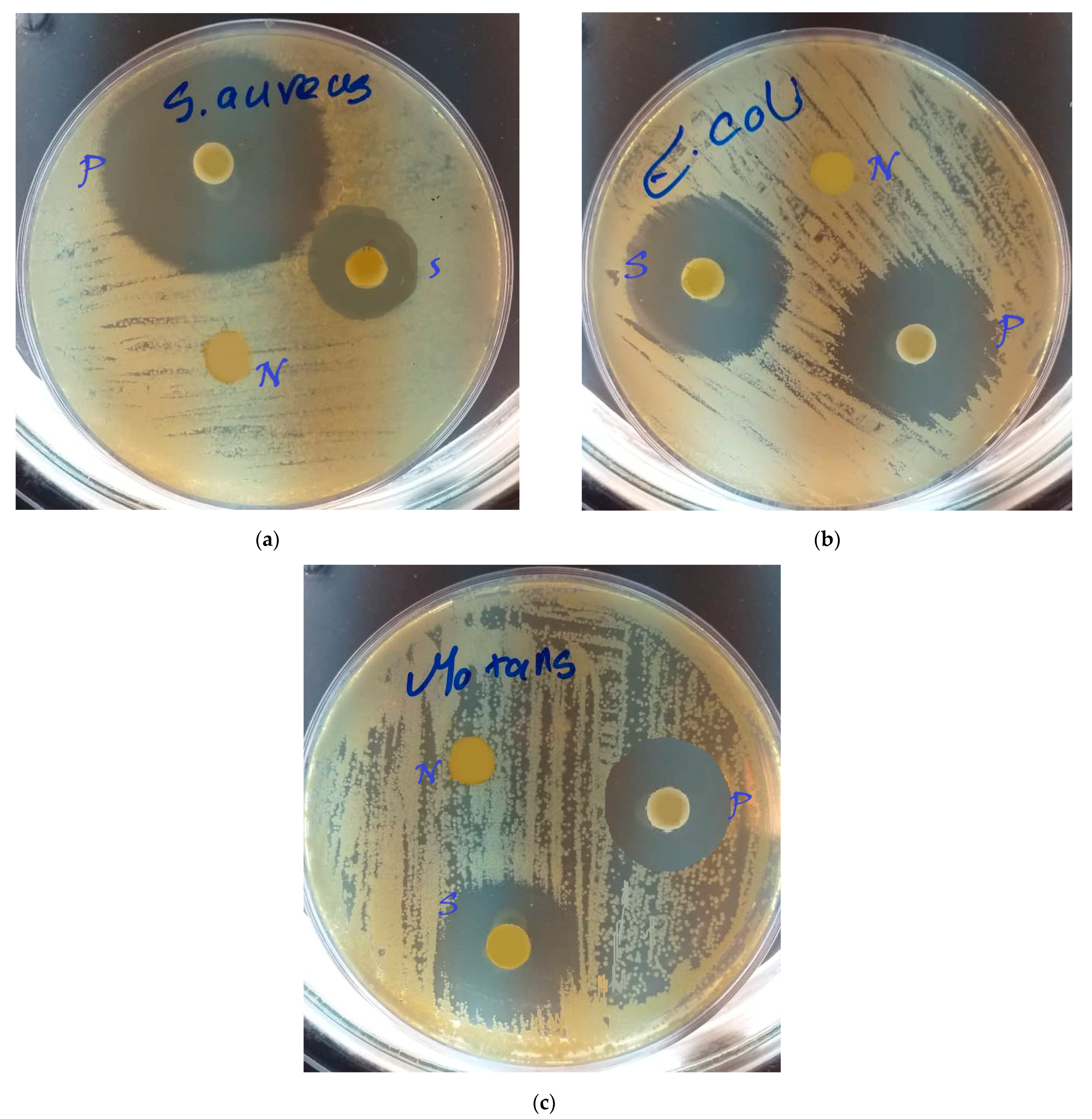 Biomimetics 07 00004 g006 550