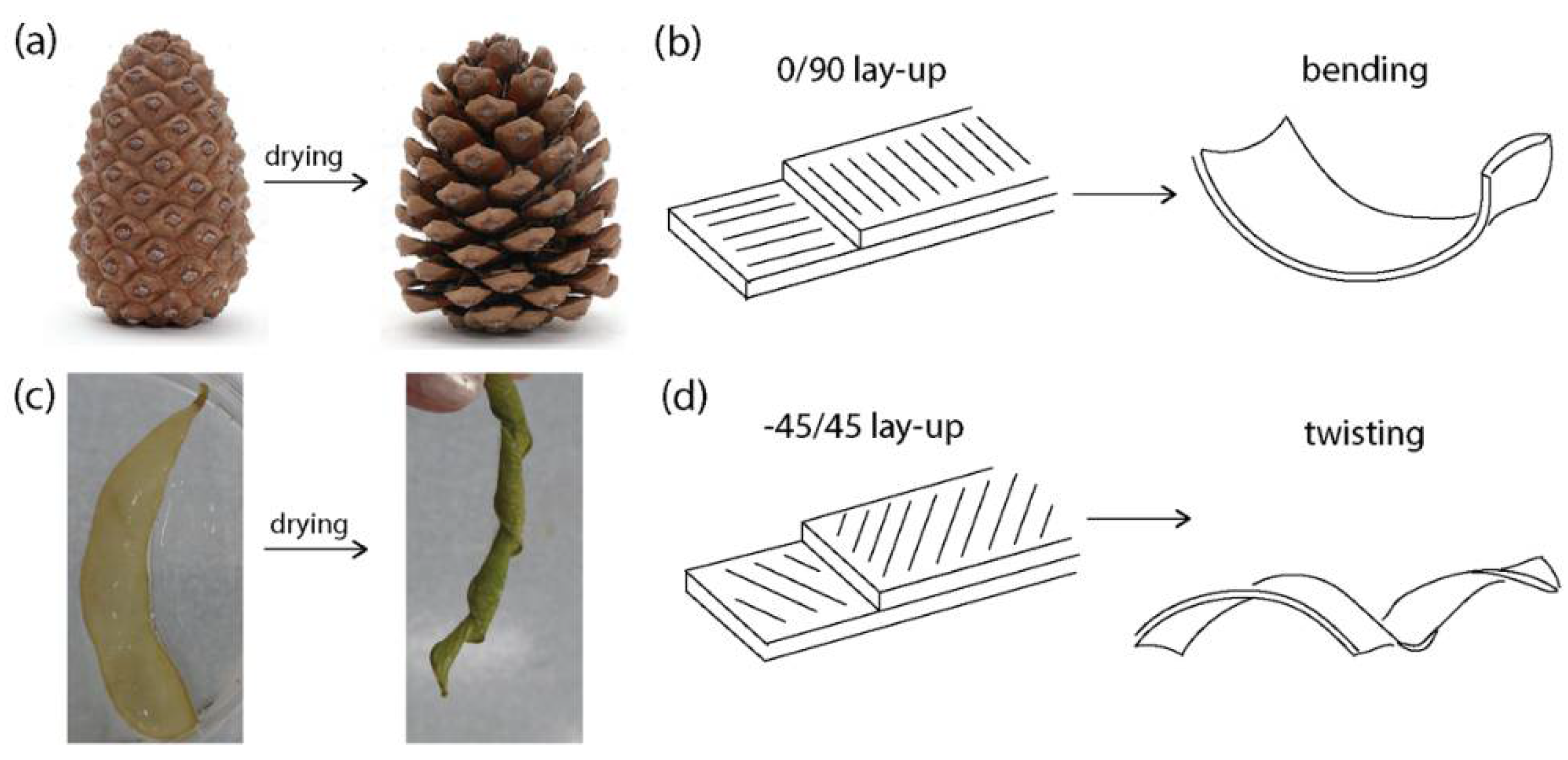 Biomimetics 07 00013 g001 550