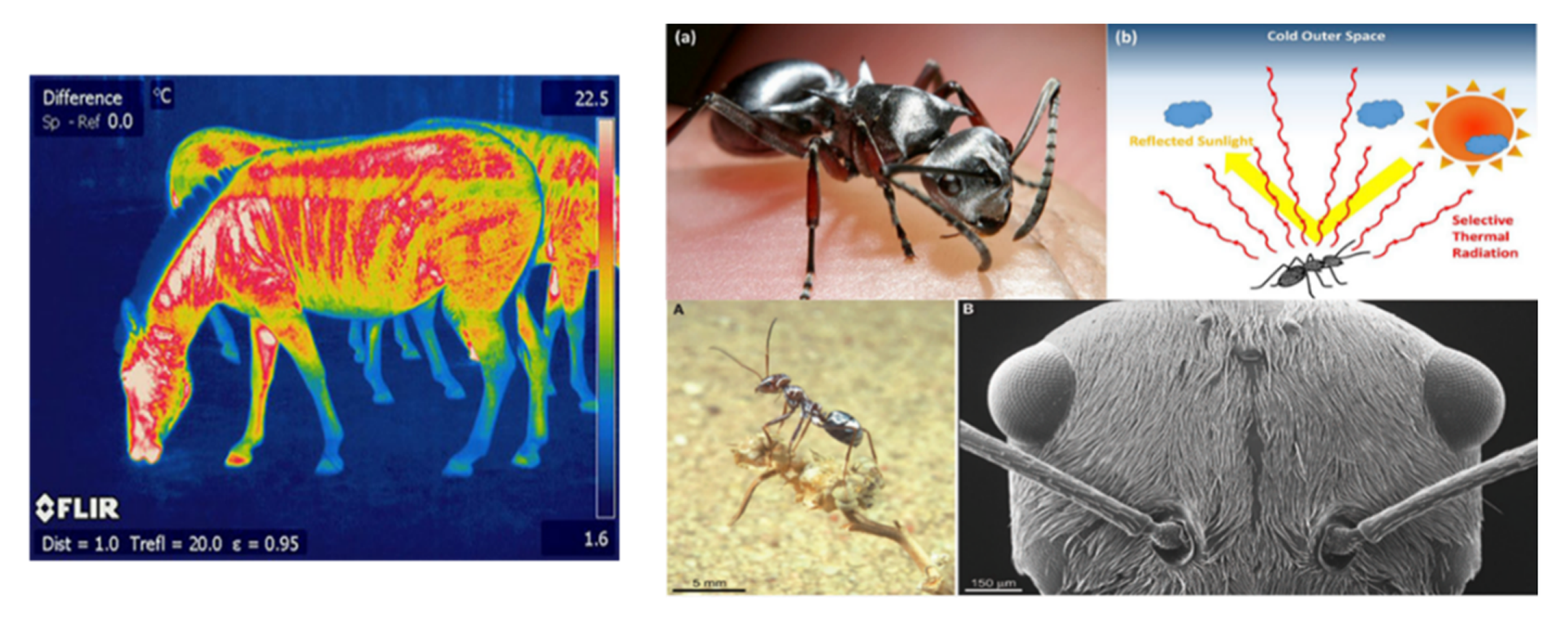 Biomimetics 07 00014 g004 550