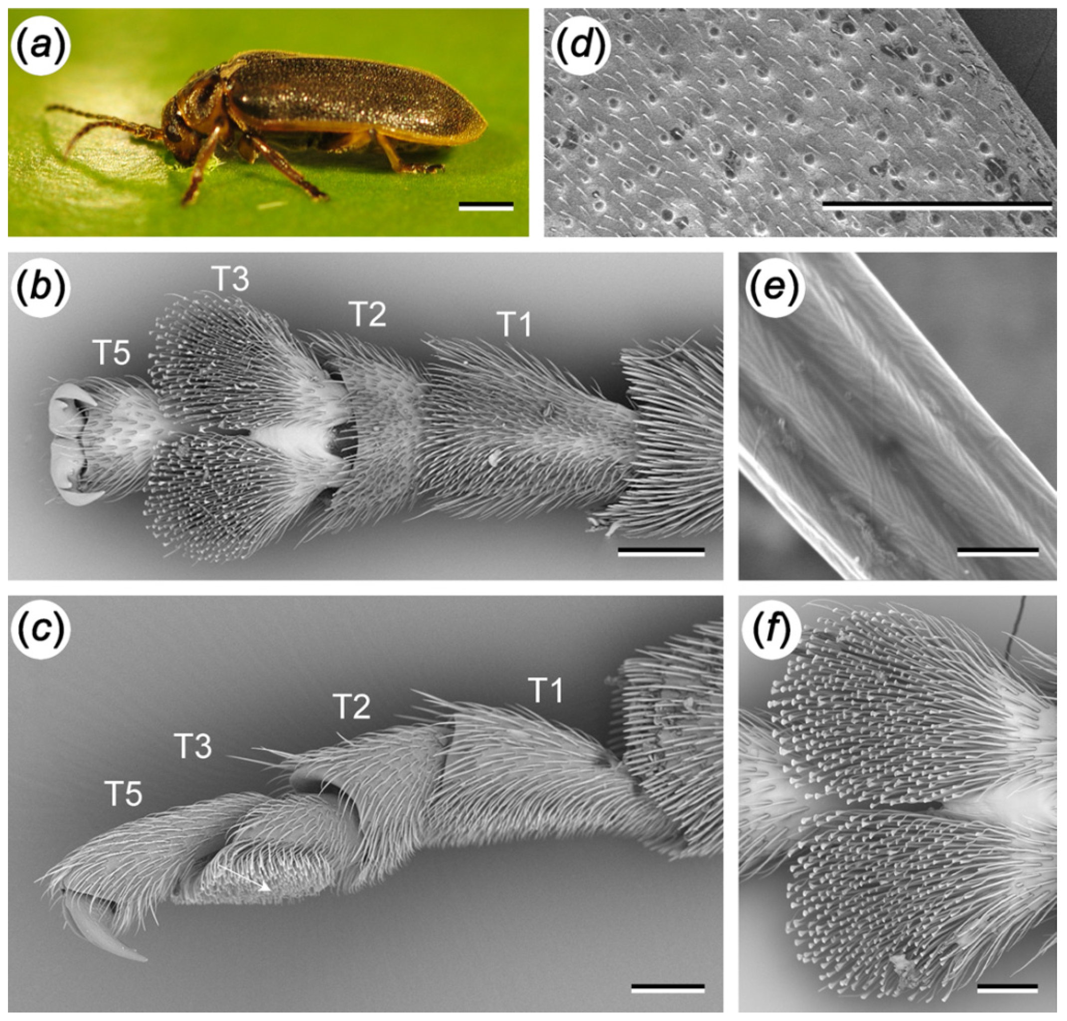 Biomimetics 07 00026 g001 Biomimetics 07 00026 g001