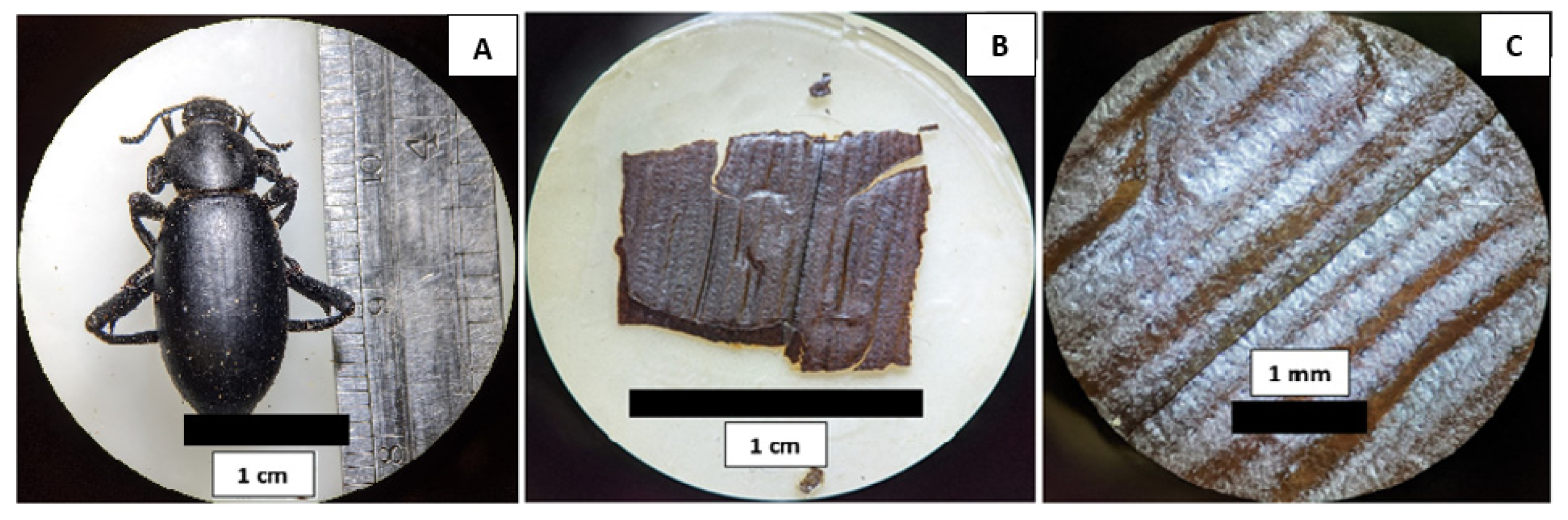 Biomimetics 07 00038 g002 550