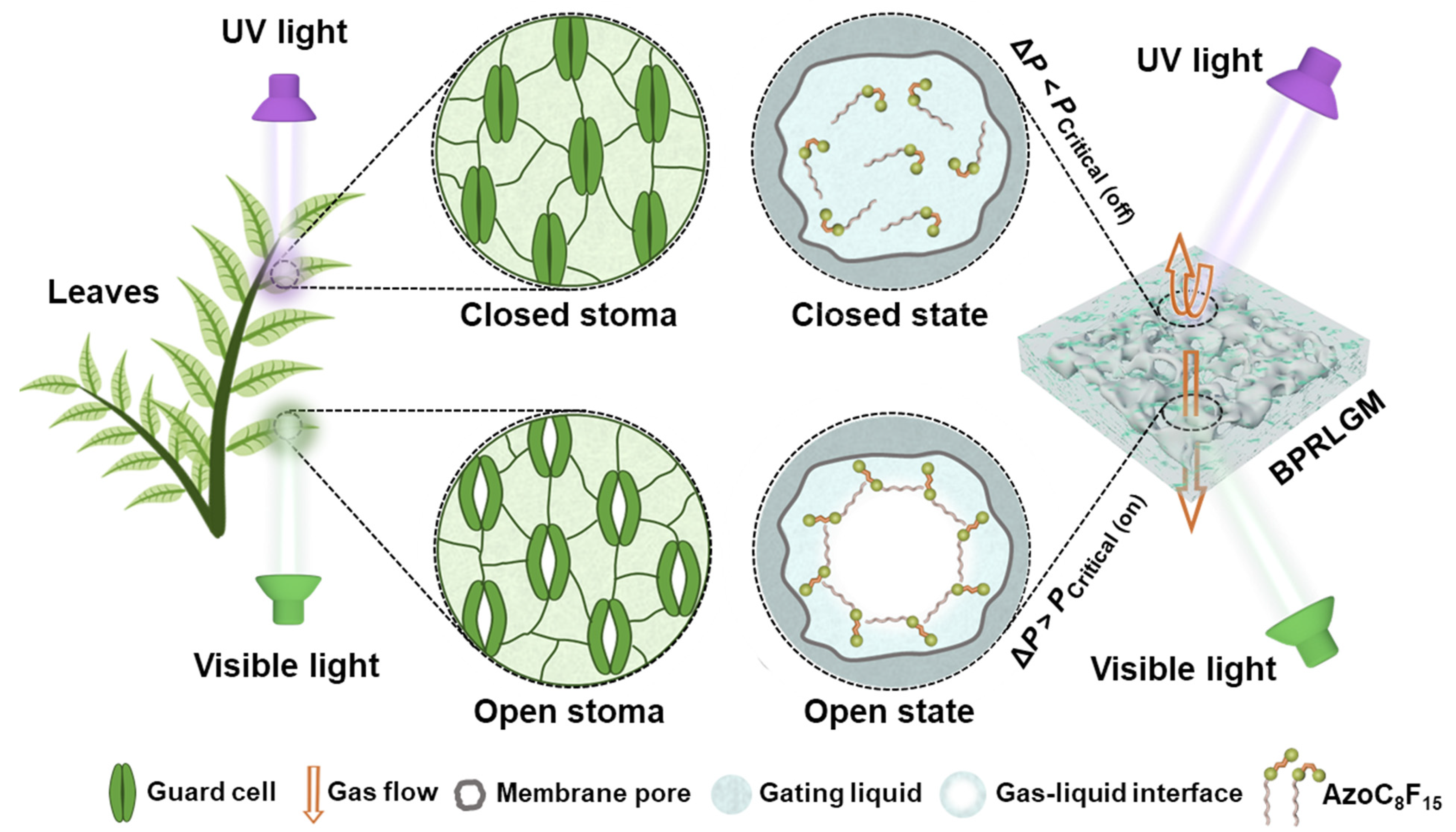 Biomimetics 07 00047 g001 550