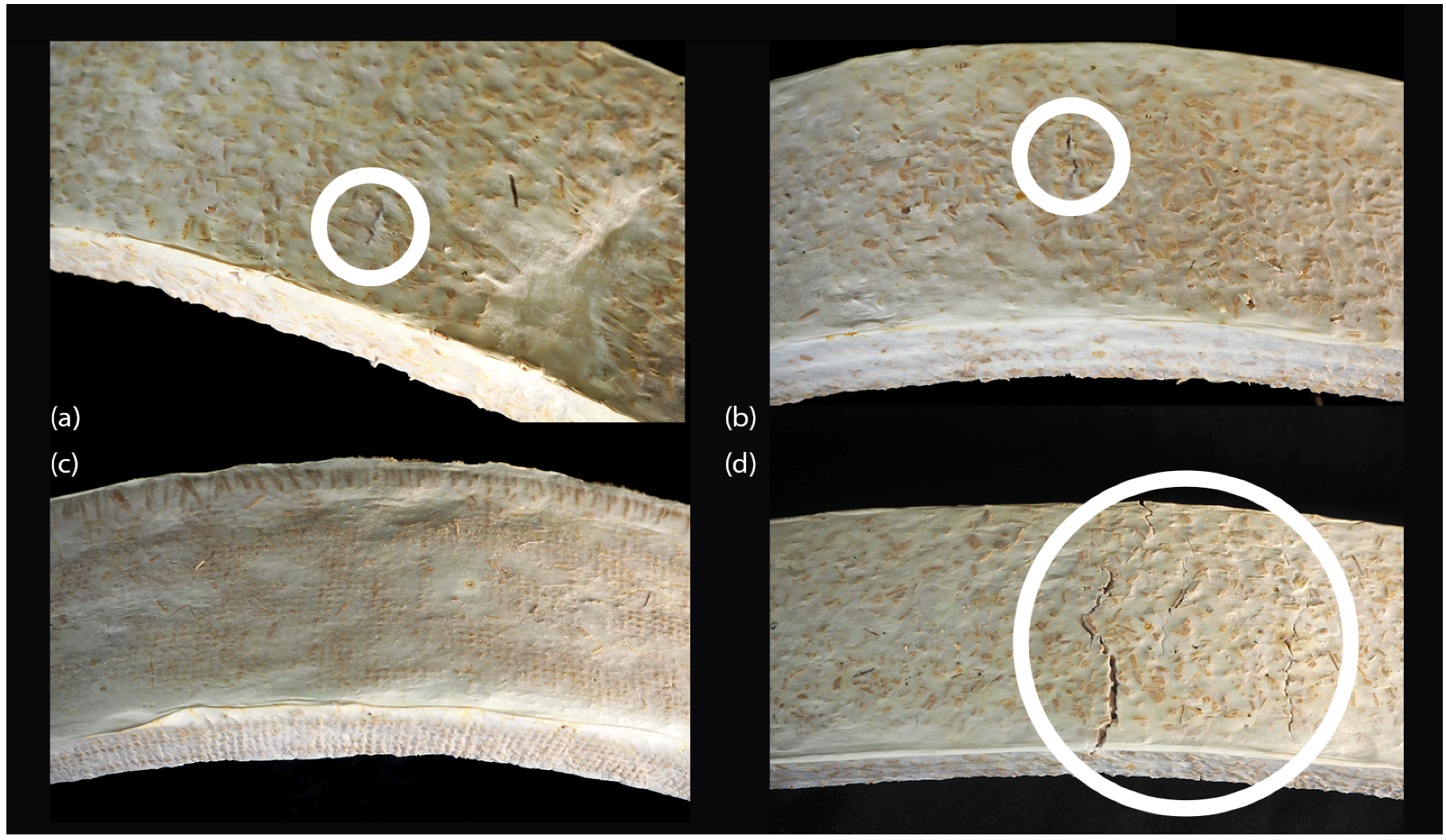 Biomimetics 07 00053 g004