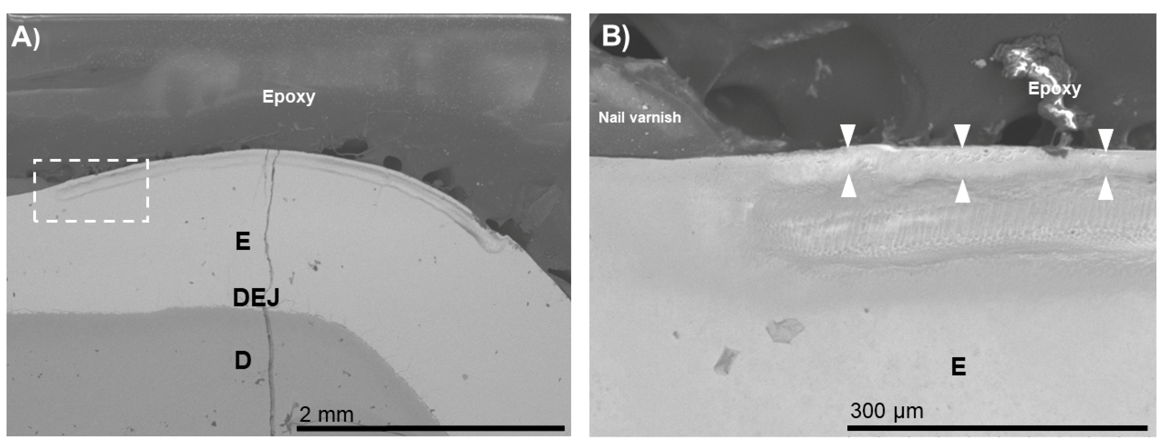 Biomimetics 07 00054 g002