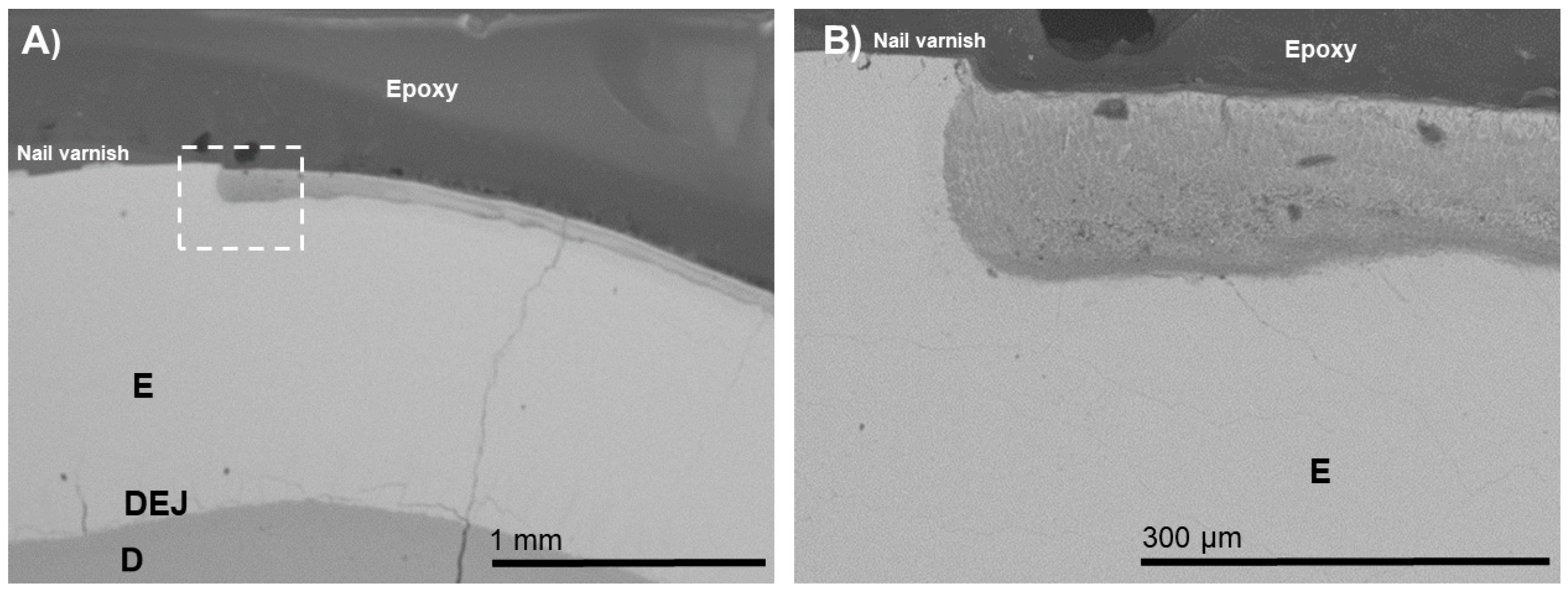 Biomimetics 07 00054 g003