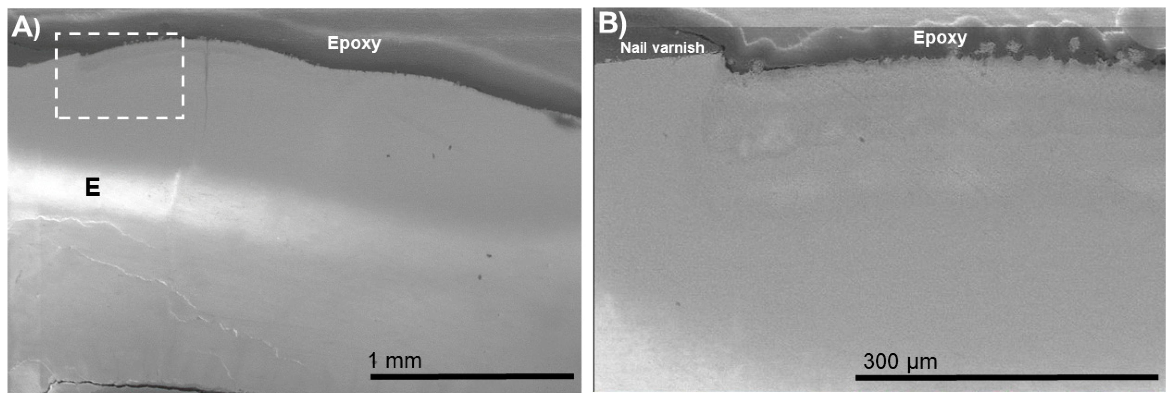 Biomimetics 07 00054 g005