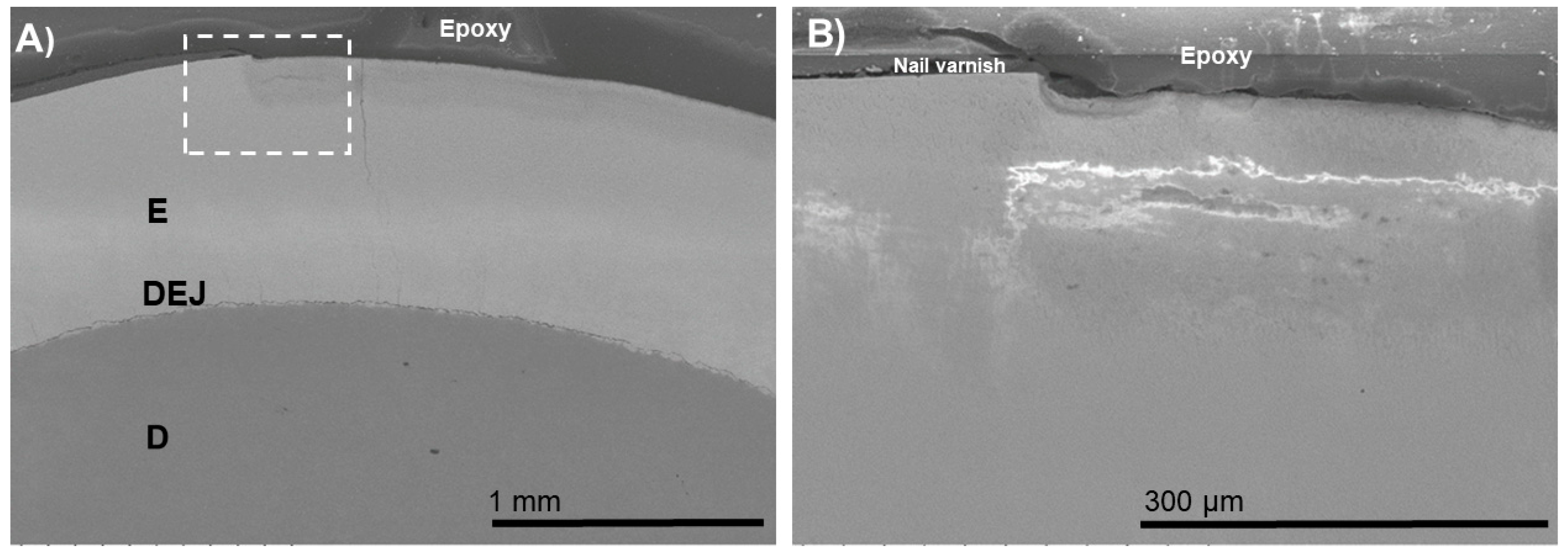 Biomimetics 07 00054 g006