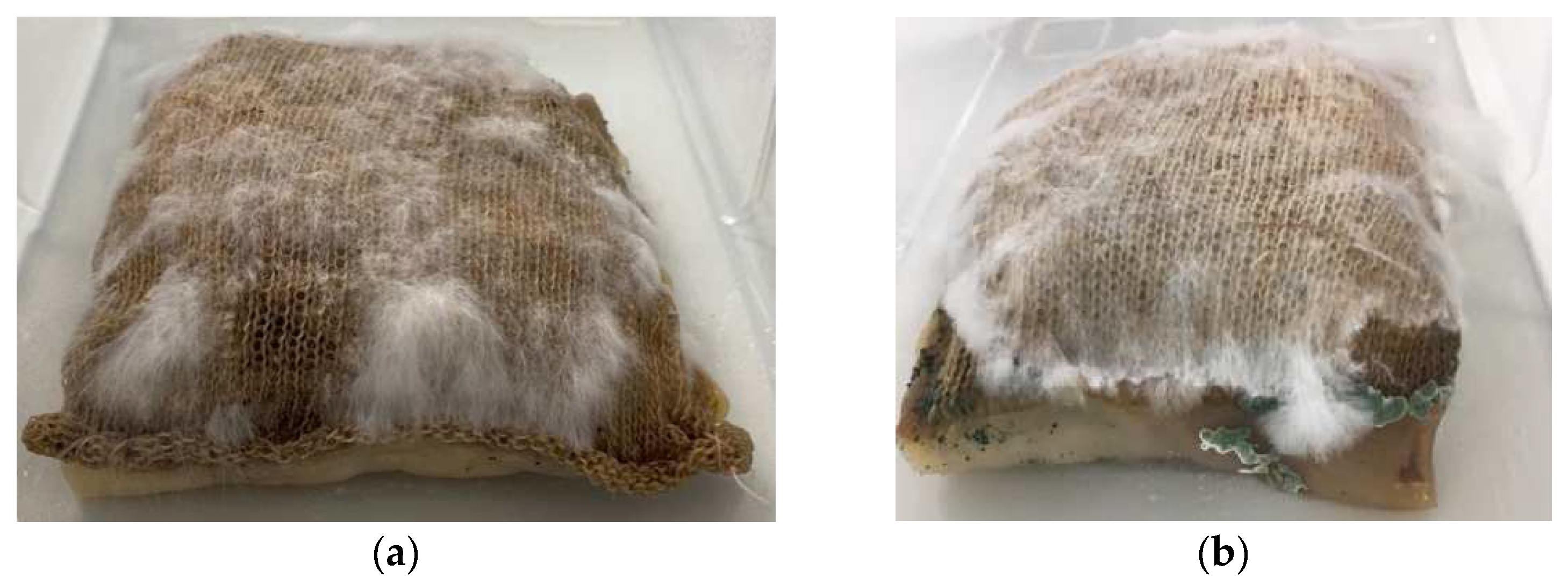 Biomimetics 07 00055 g008 550