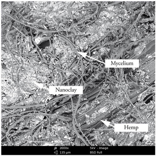 Biomimetics Free FullText Functional Grading of Mycelium Materials