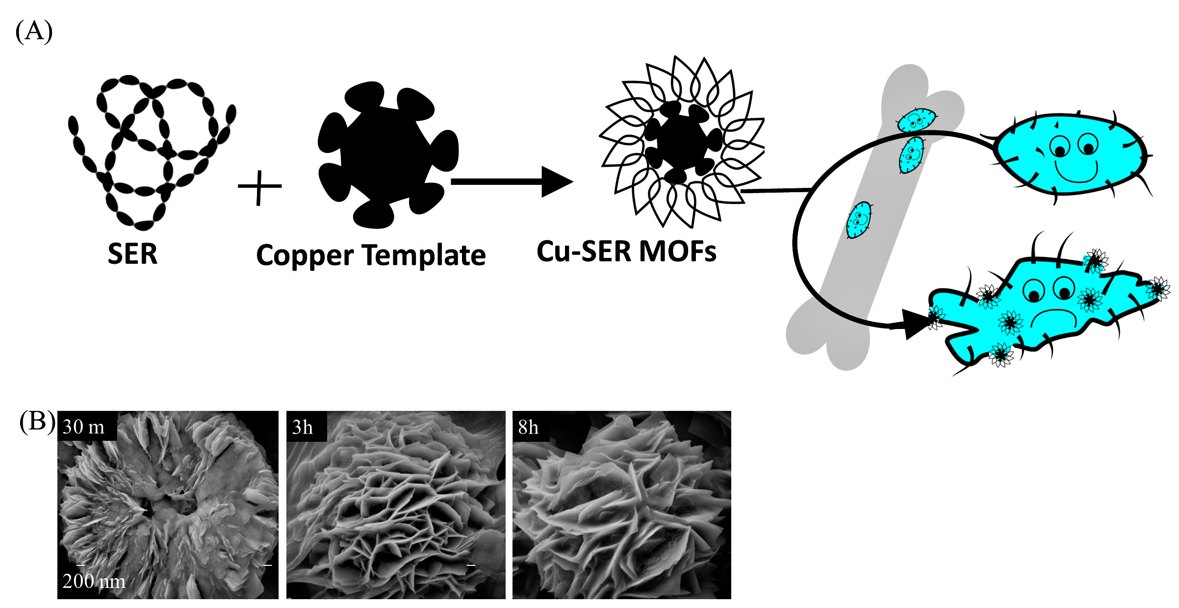 Biomimetics 07 00064 g001