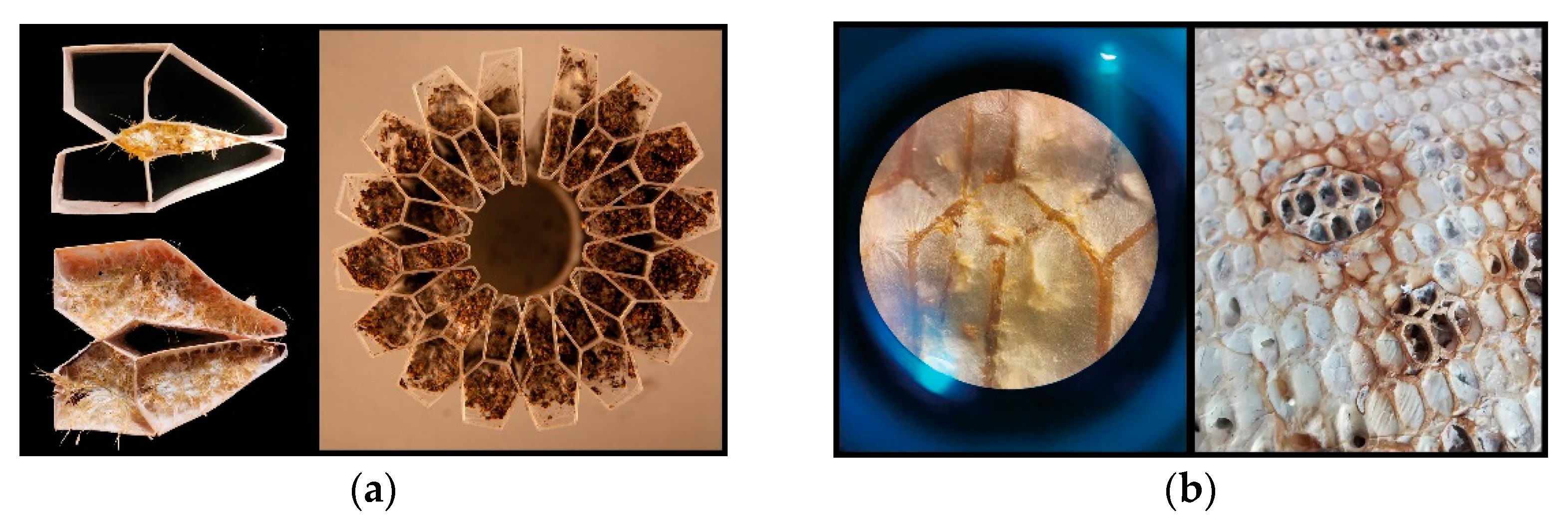 Biomimetics 07 00075 g004