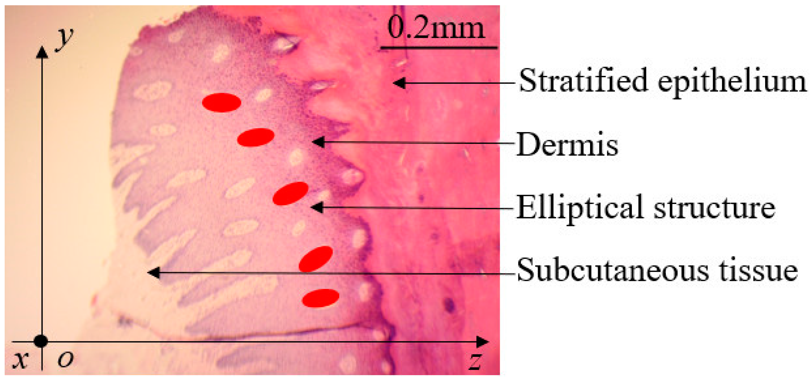 Biomimetics 07 00080 g002