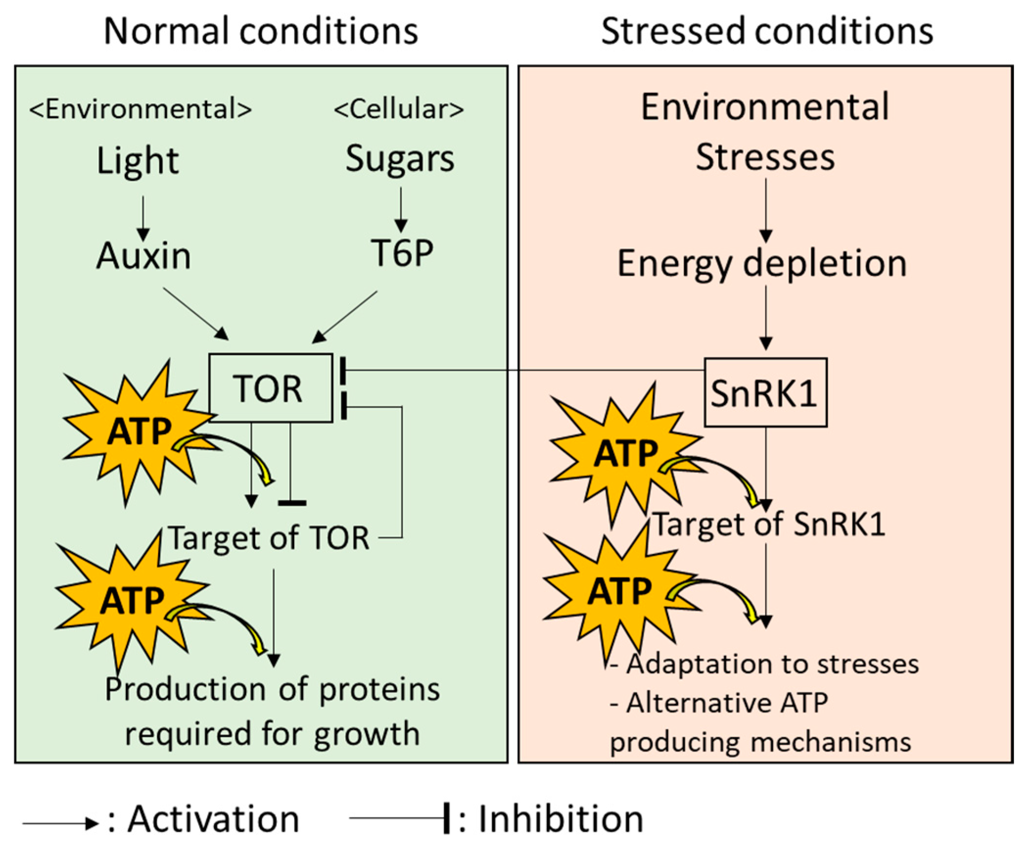 Biomimetics 07 00083 g002