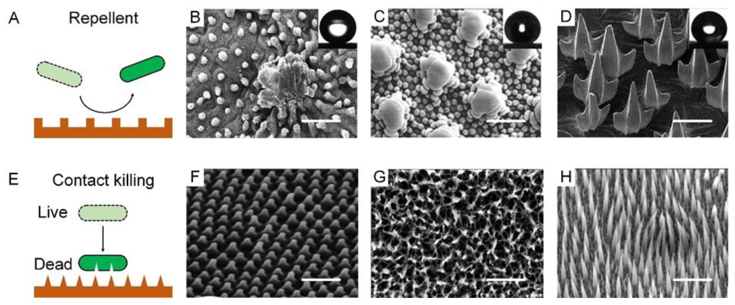 Biomimetics 07 00088 g002 550