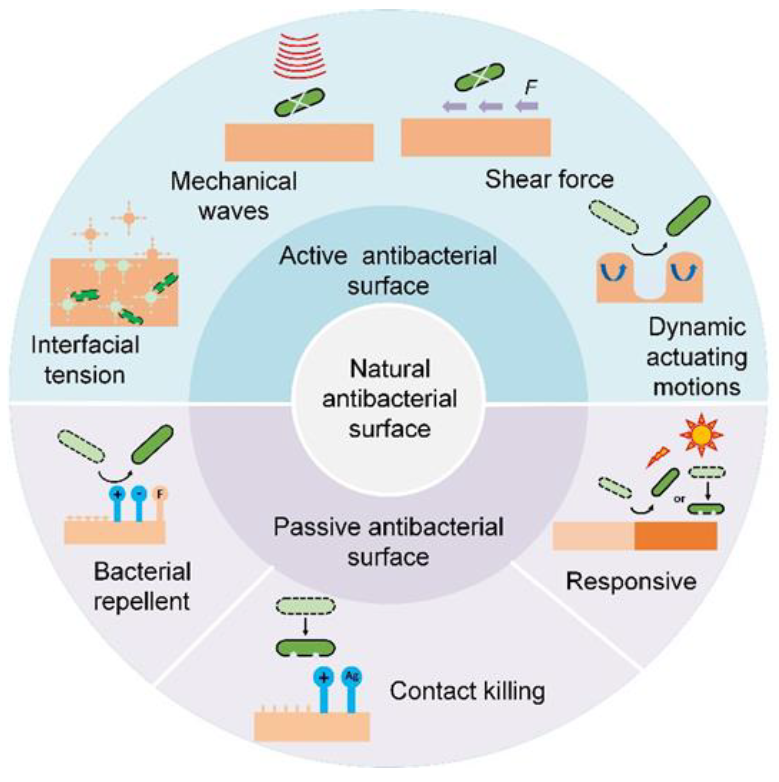 Biomimetics 07 00088 g003 550