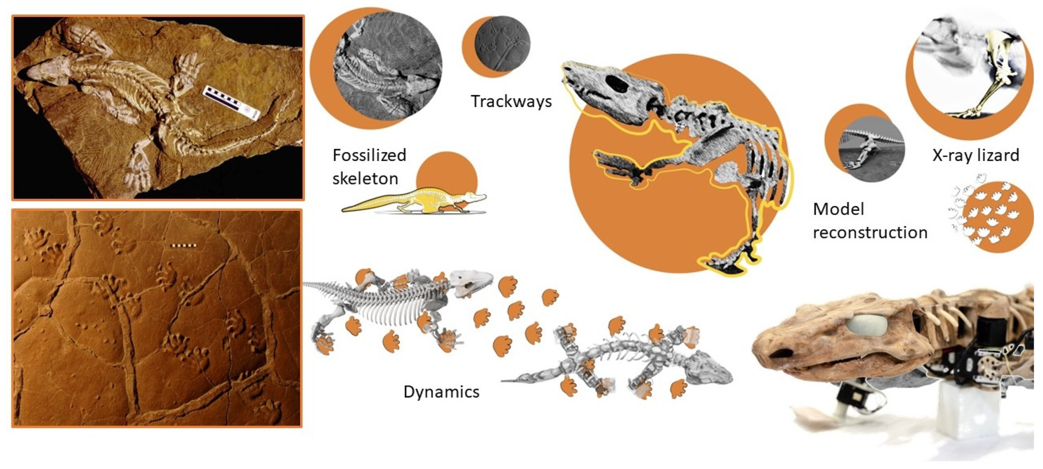 Biomimetics 07 00089 g005 Biomimetics 07 00089 g005
