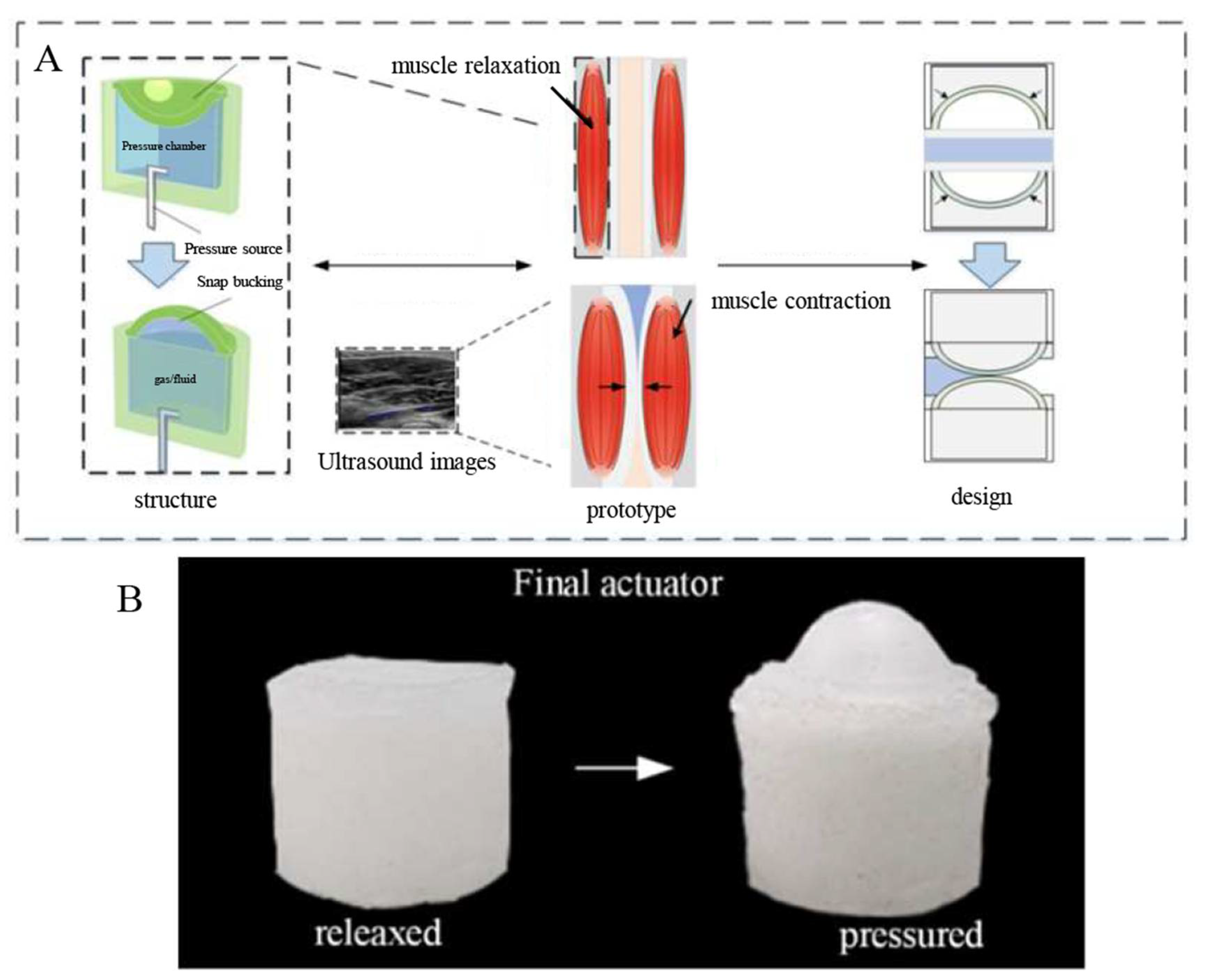 Biomimetics 07 00095 g001