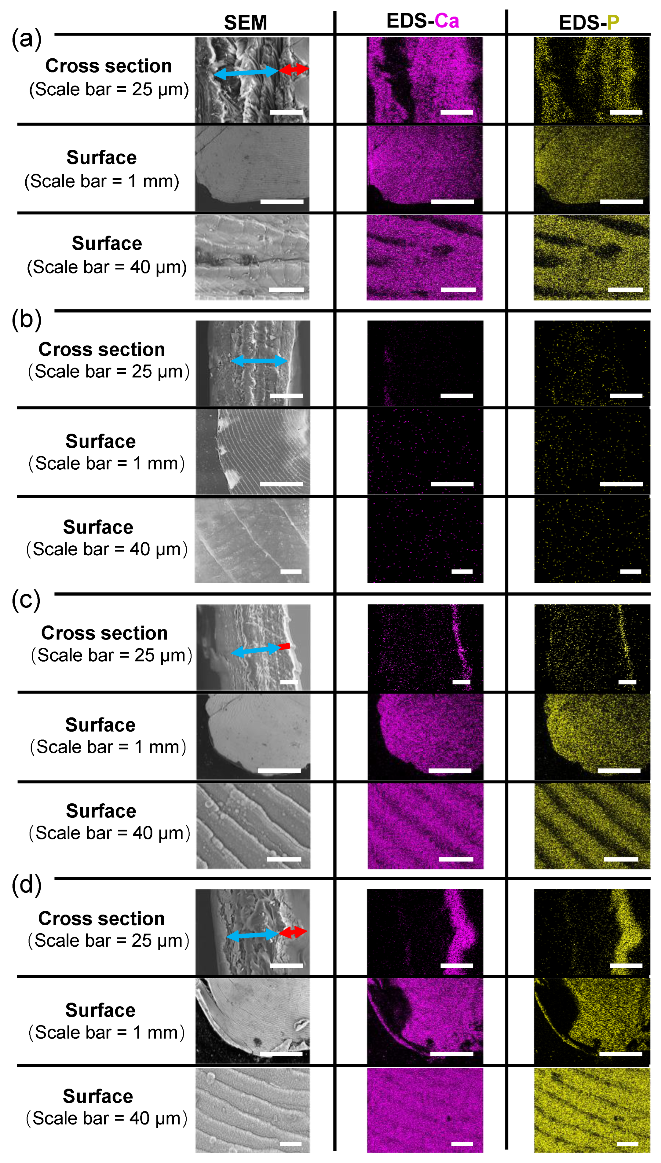 Biomimetics 07 00097 g003