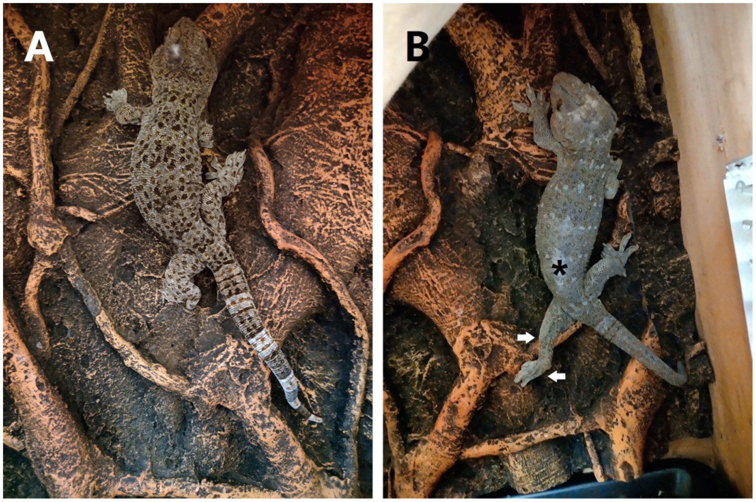 Biomimetics 07 00098 g001 Biomimetics 07 00098 g001