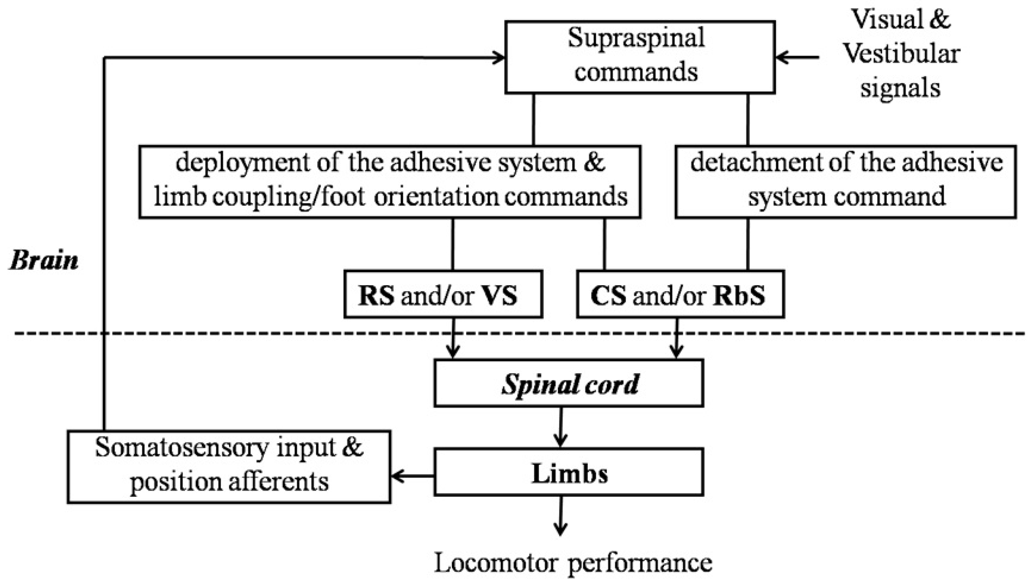 Biomimetics 07 00098 g006 Biomimetics 07 00098 g006