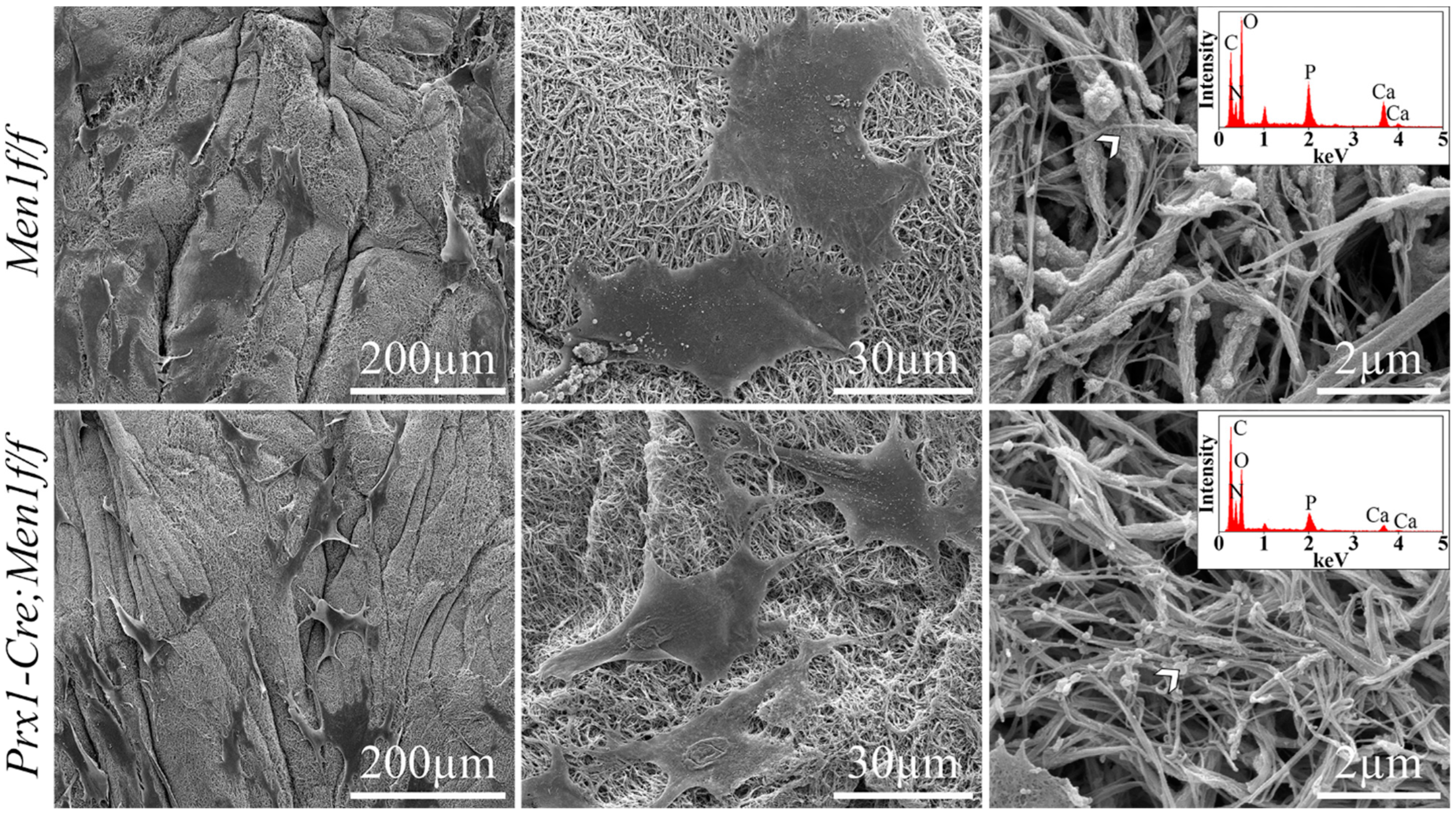 Biomimetics 07 00101 g002