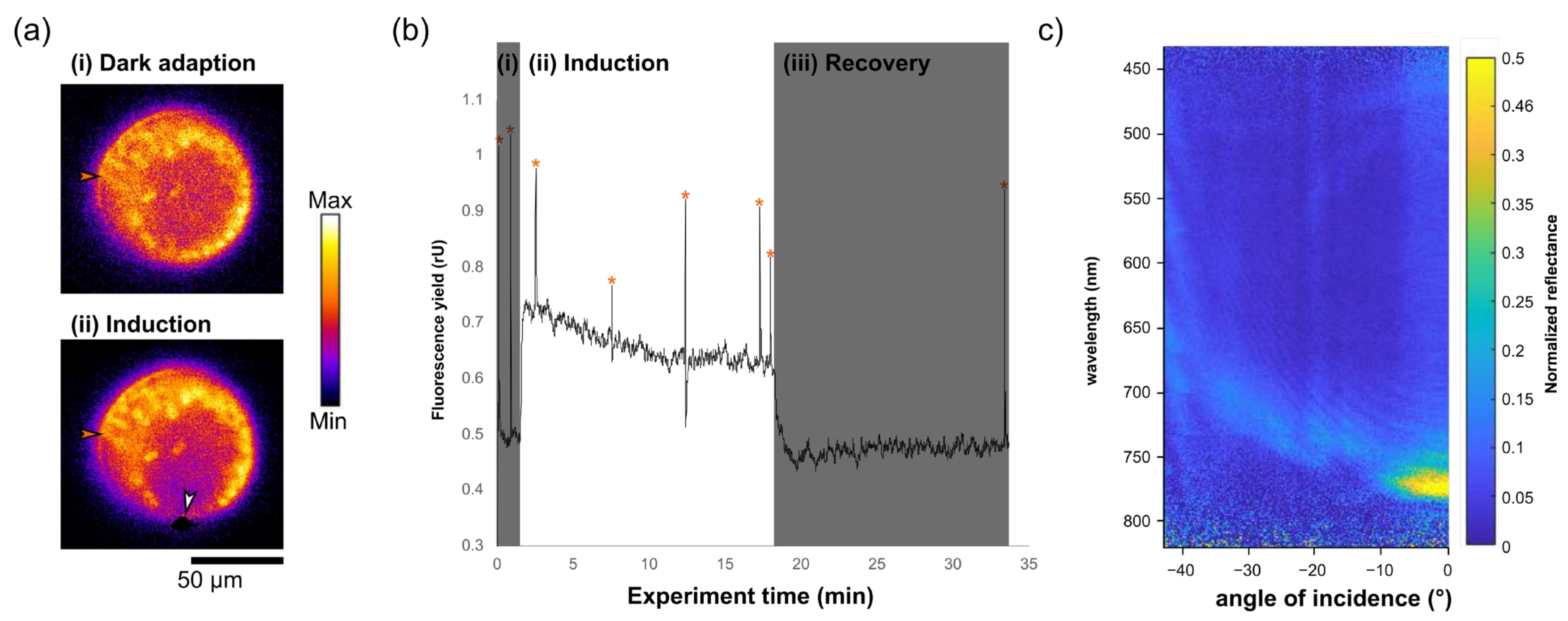 Biomimetics 07 00107 g002