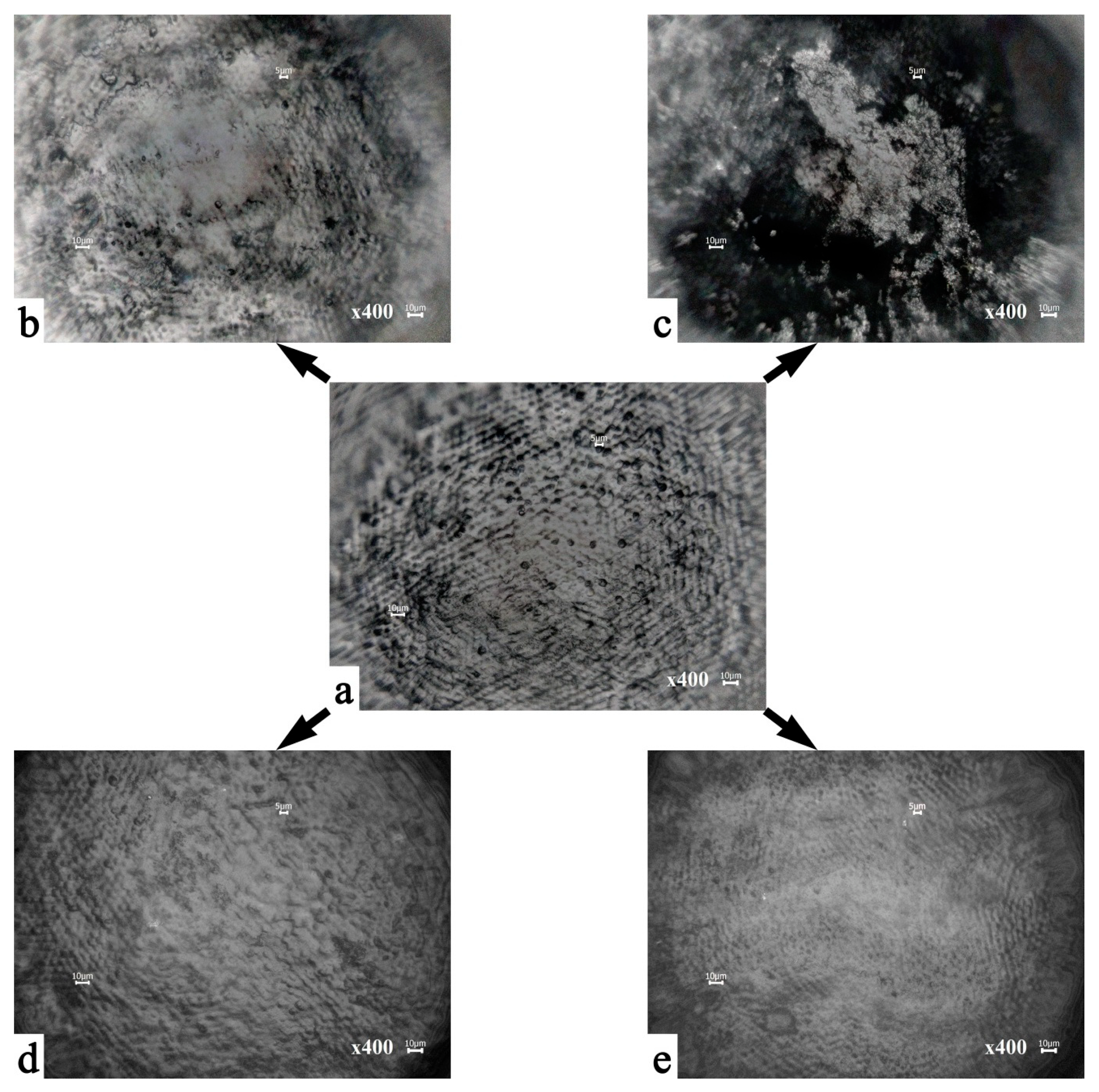 Biomimetics 07 00111 g002 550