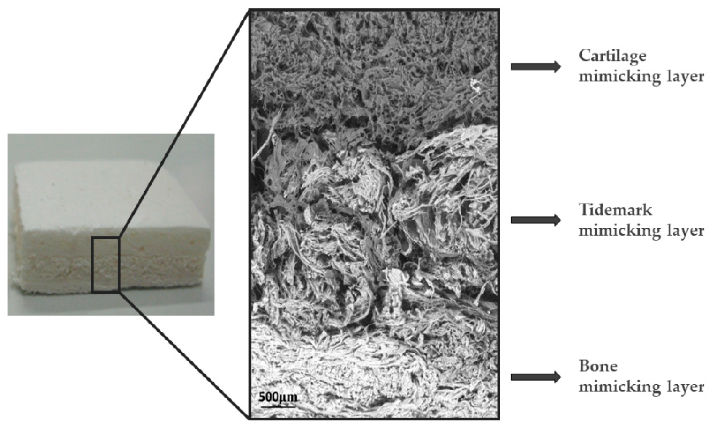 Biomimetics 07 00112 g003