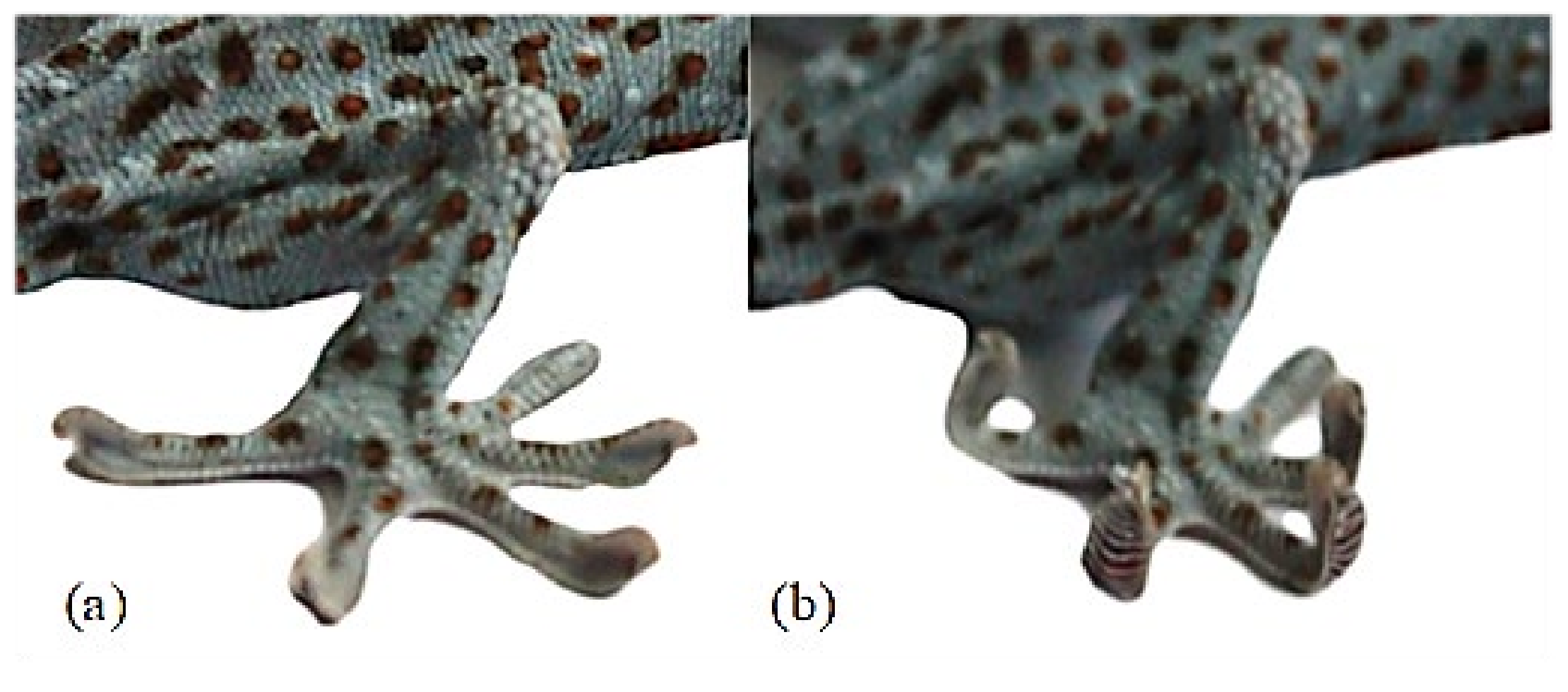 Biomimetics 07 00125 g010