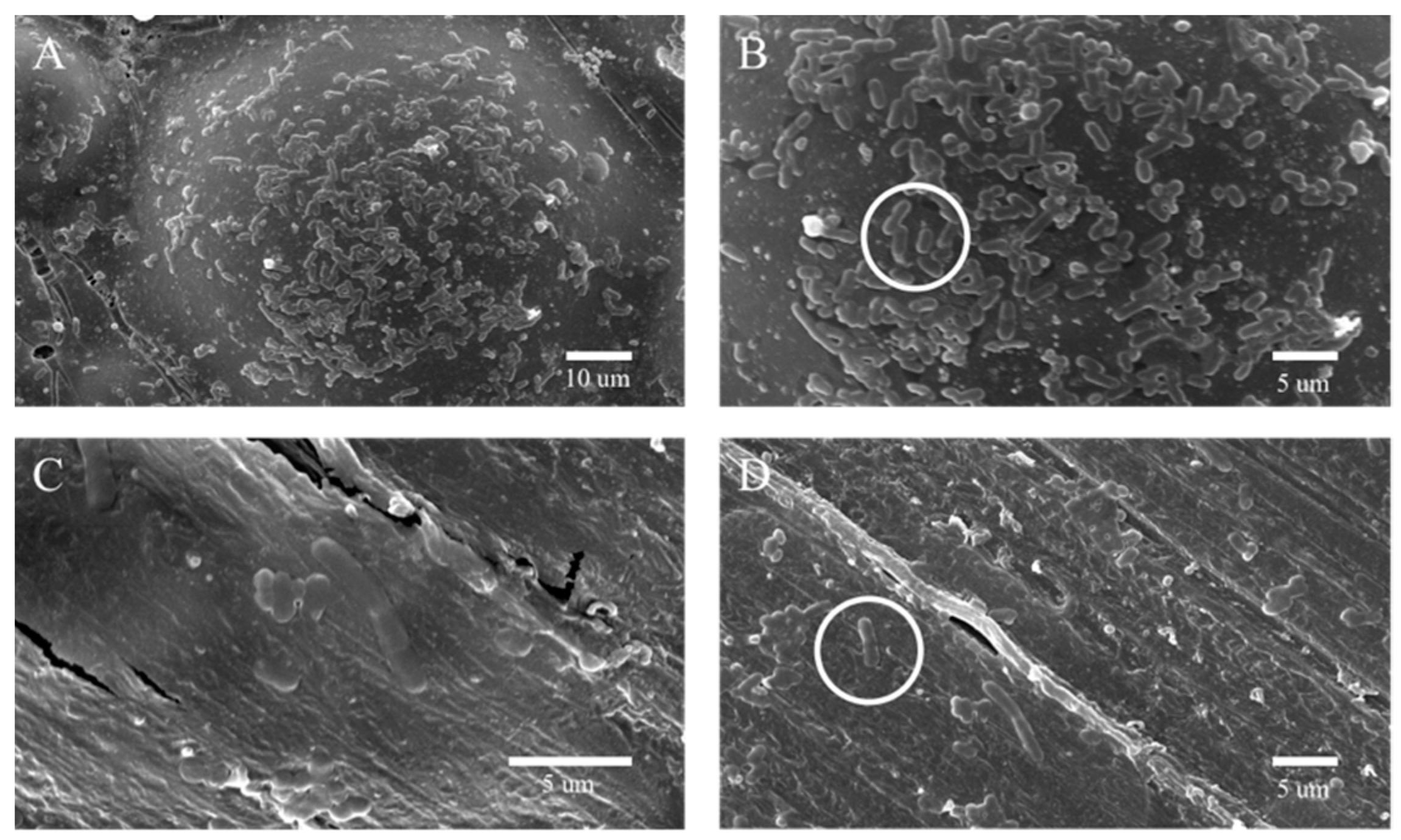 Biomimetics 07 00138 g008 550