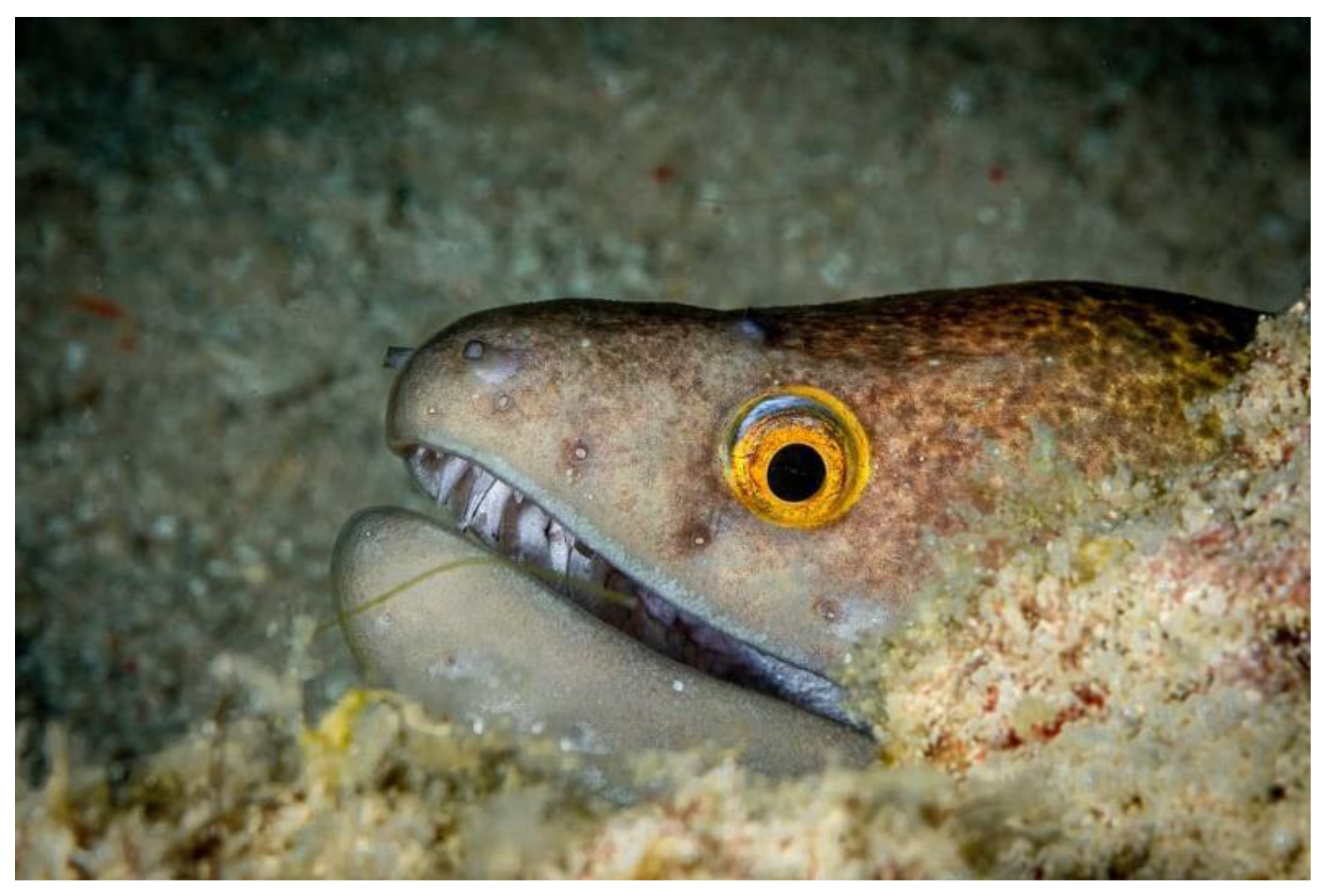 Biomimetics 07 00145 g002