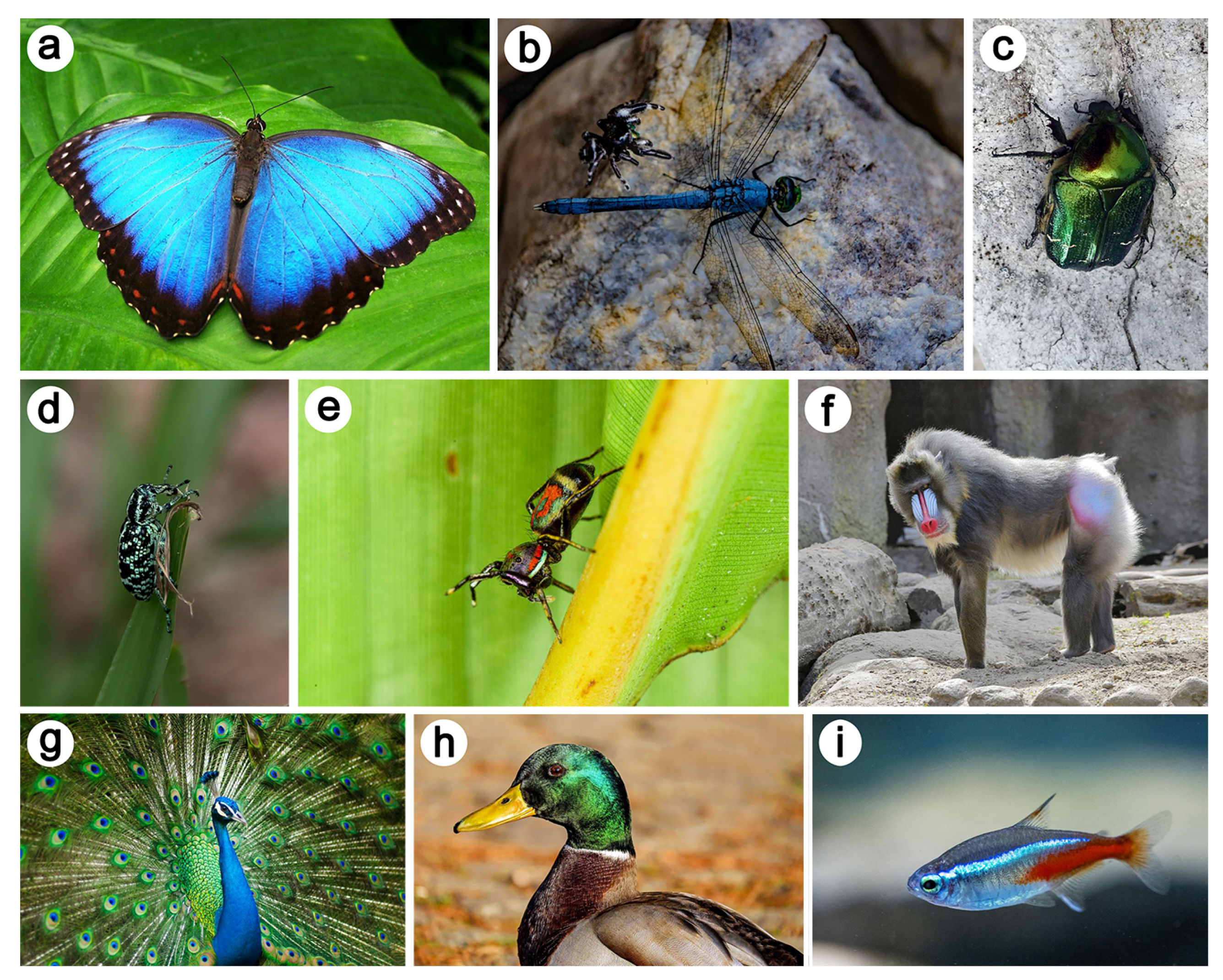 Biomimetics 07 00153 g002 Biomimetics 07 00153 g002