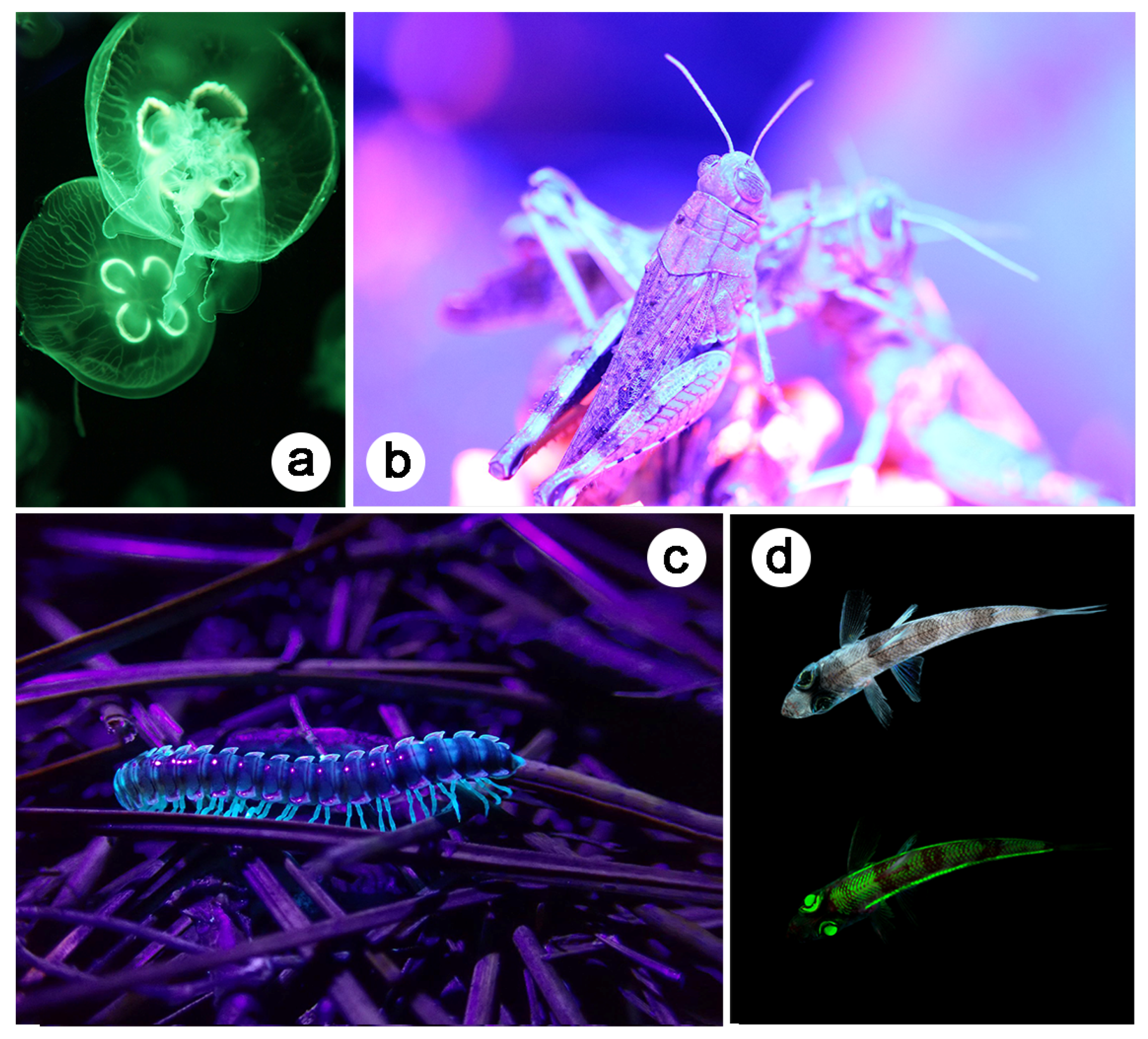 Biomimetics 07 00153 g004 Biomimetics 07 00153 g004