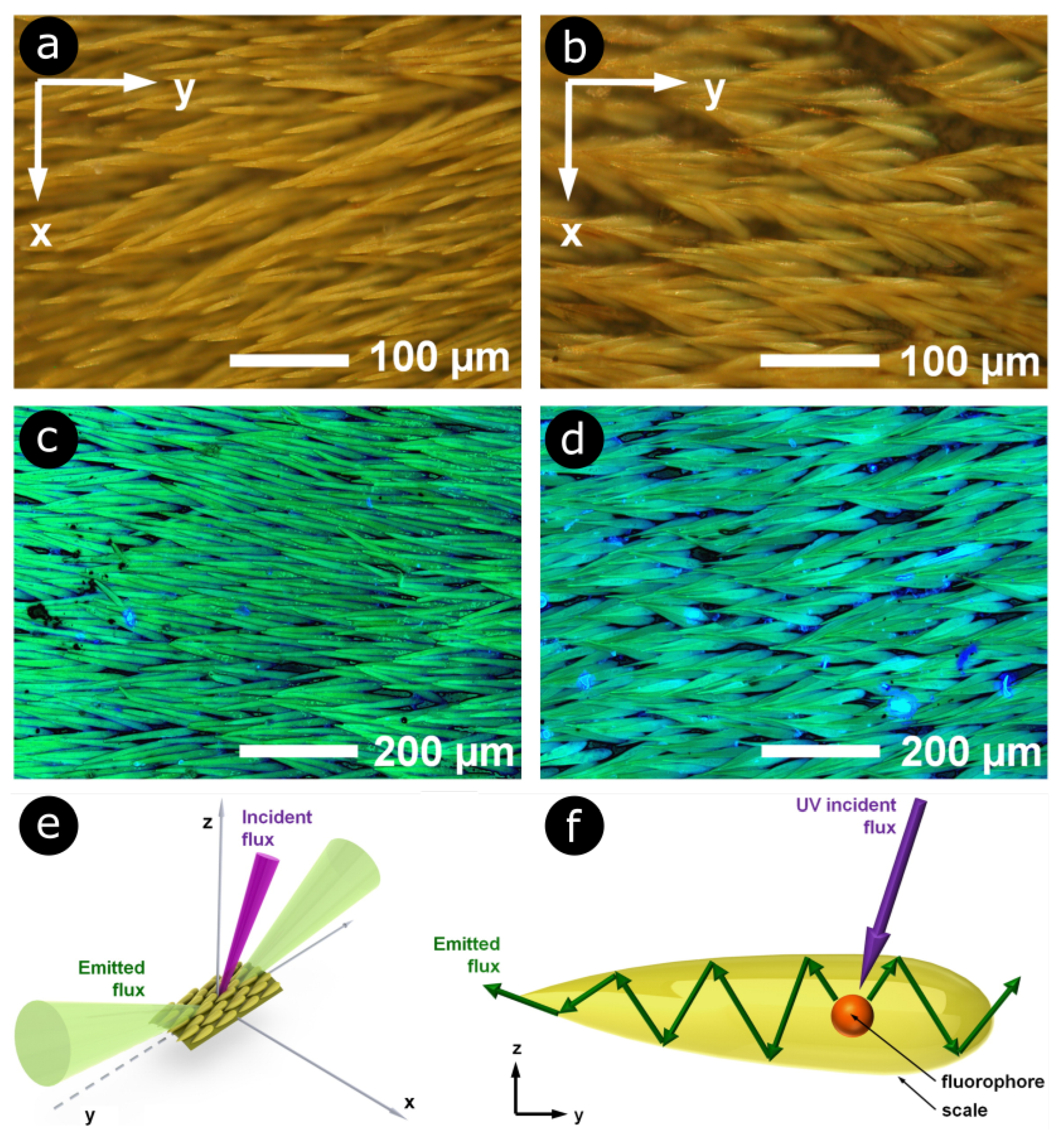 Biomimetics 07 00153 g005 Biomimetics 07 00153 g005